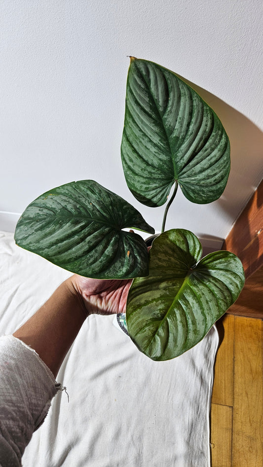 Philodendron Mamei X Lynamii (PHI-937)