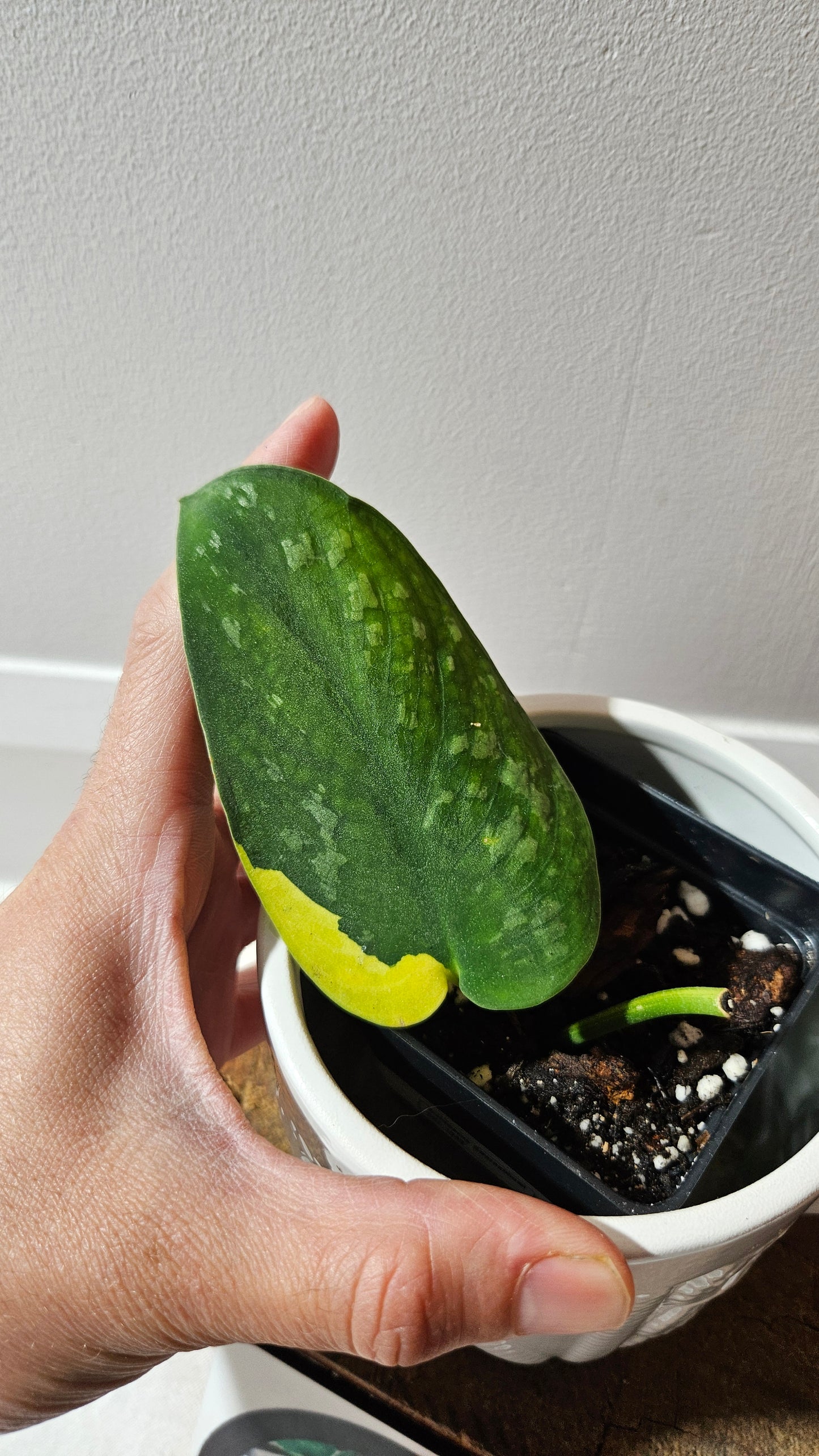 Scindapsus Swarnabhumi  (SCI-1083)