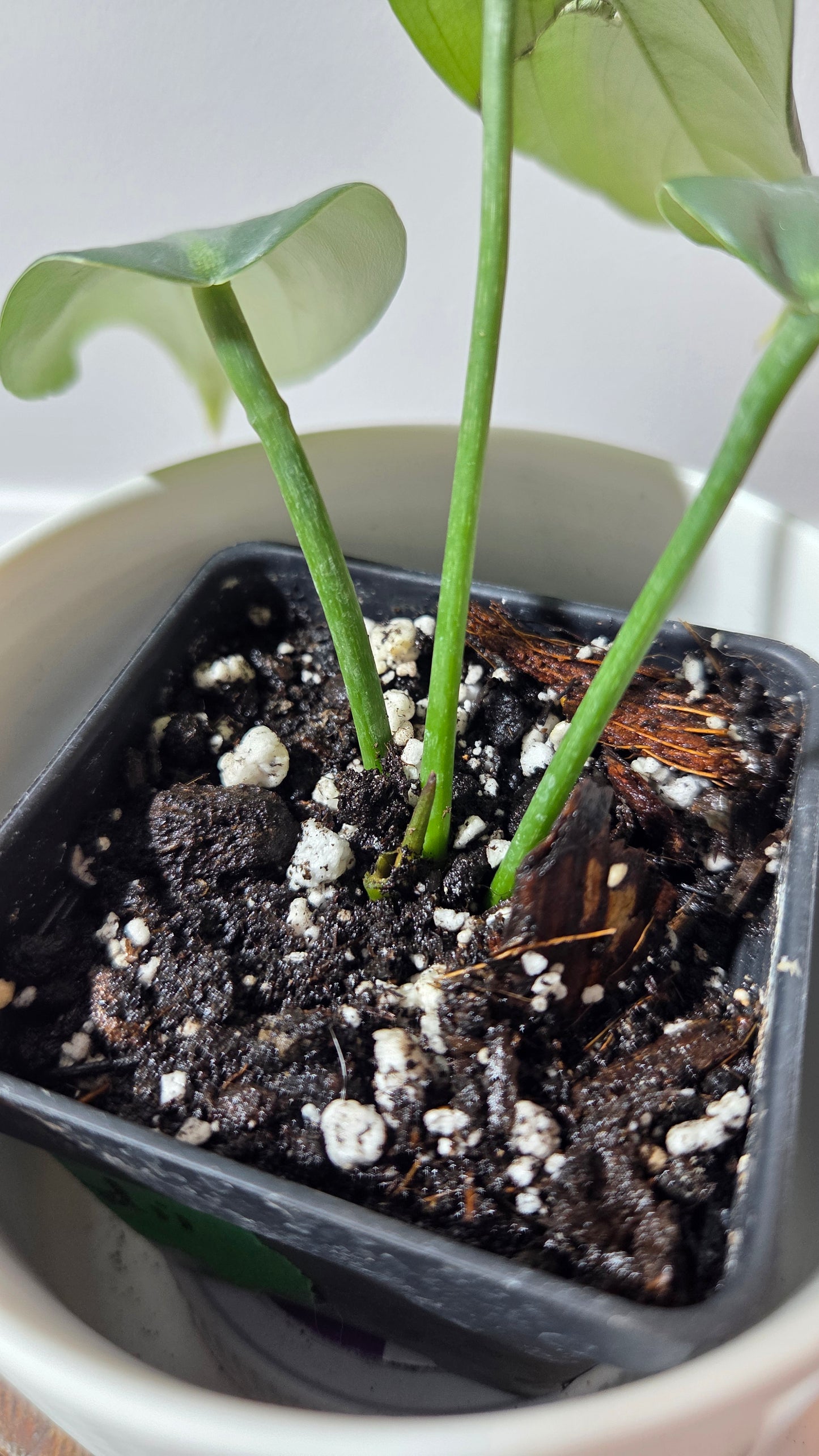 Philodendron Morning Sun  (Gloriosum X Asplundii)       (PHI-977)