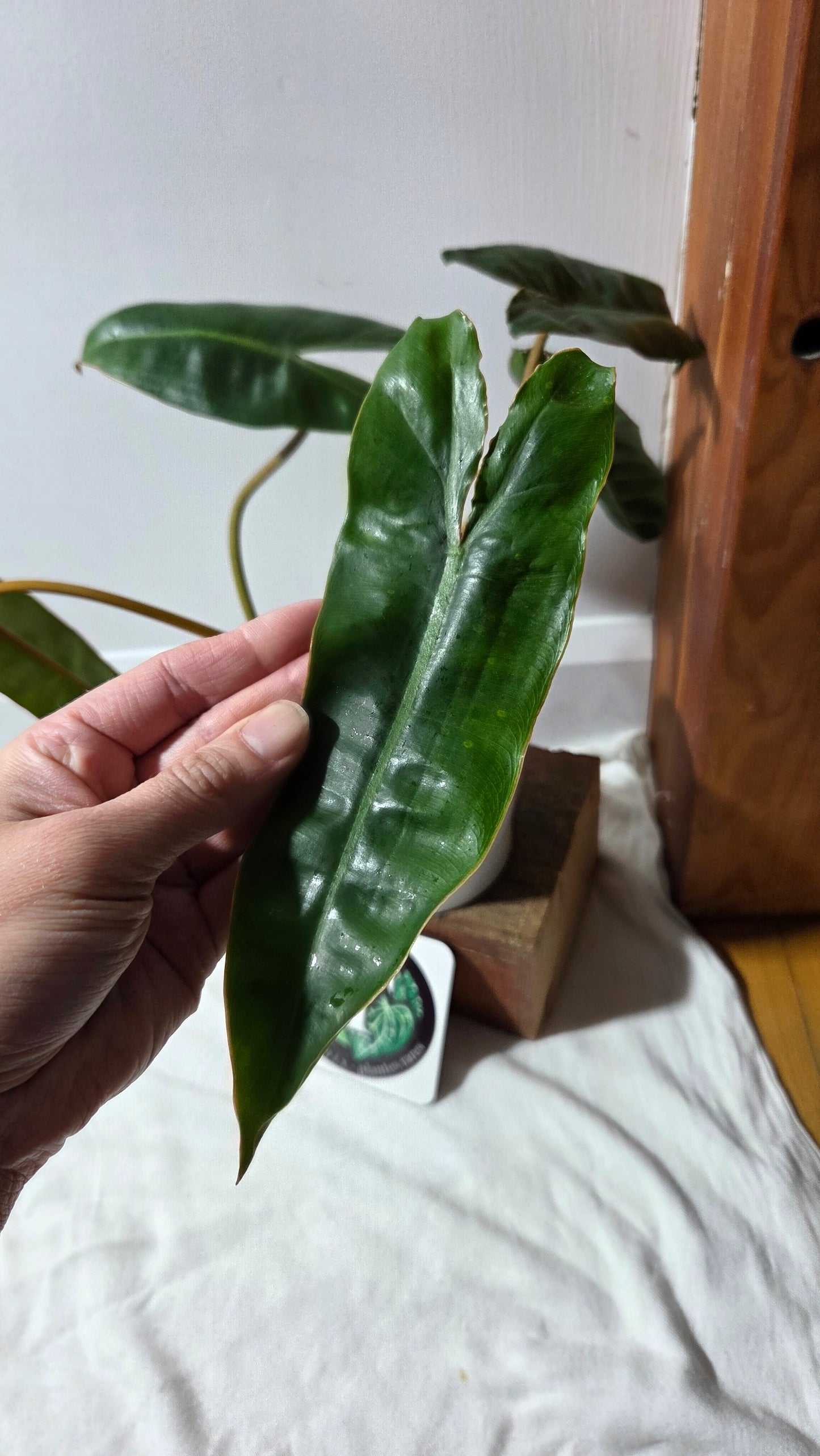 Philodendron Billietiae (PHI-961)