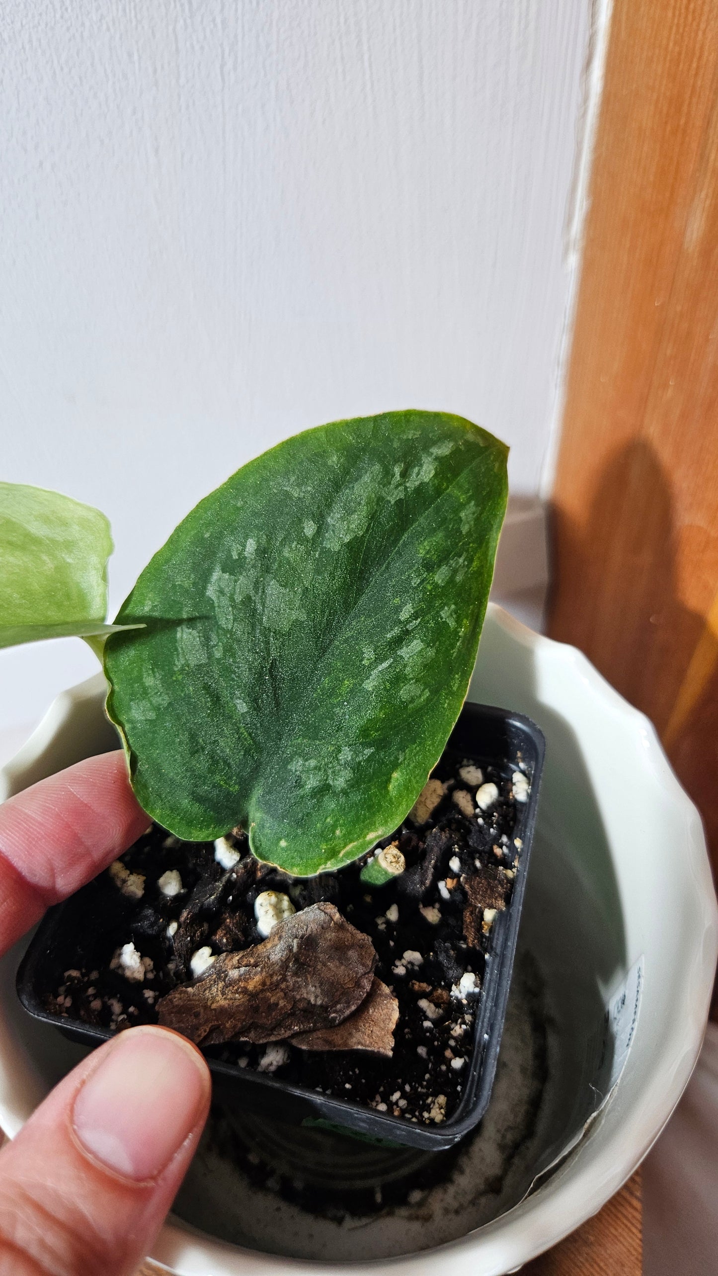 Scindapsus Silver Splash "Green on Green" (SCI-1031)