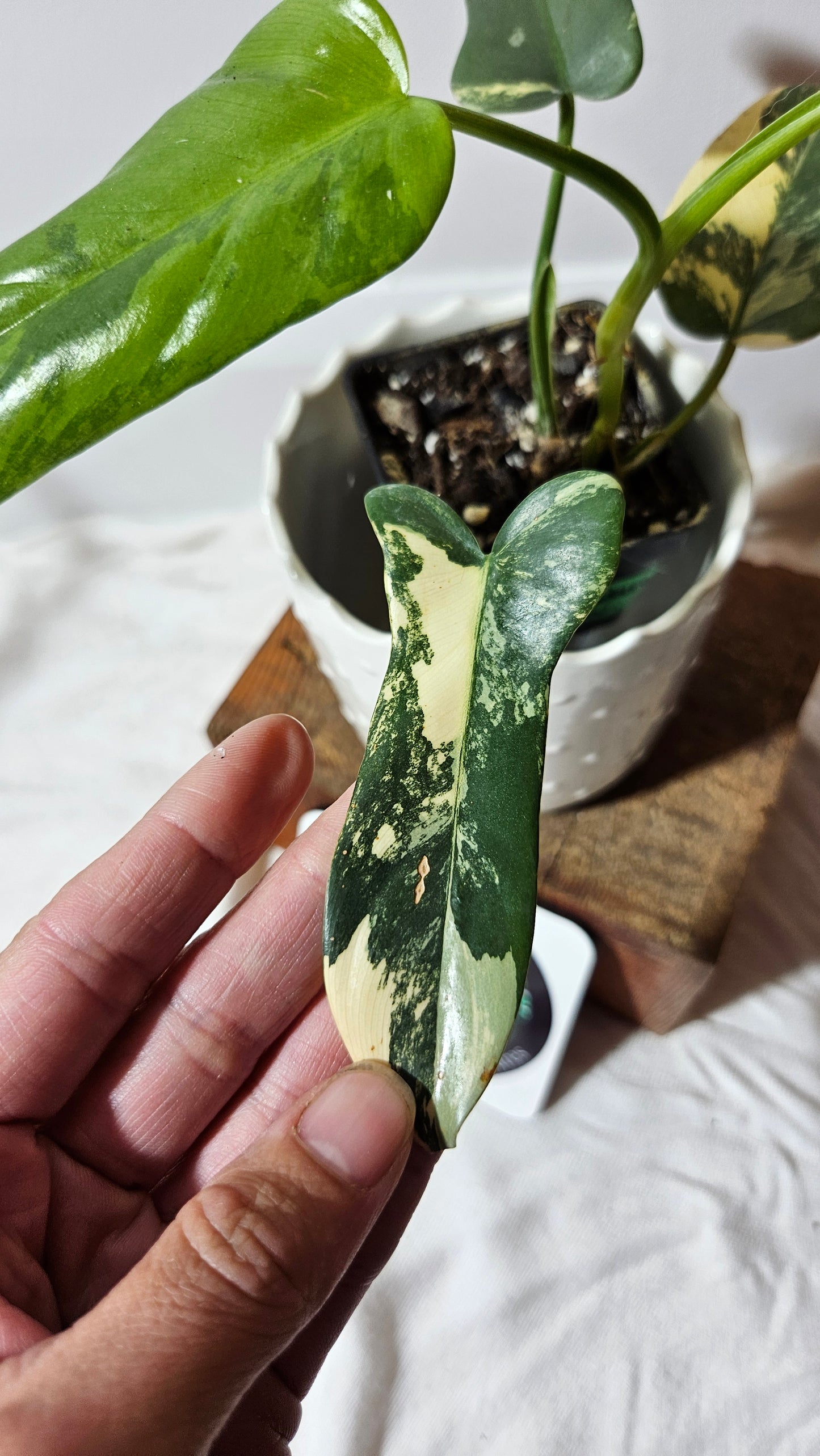 Philodendron Violin Variegata (PHI-218)