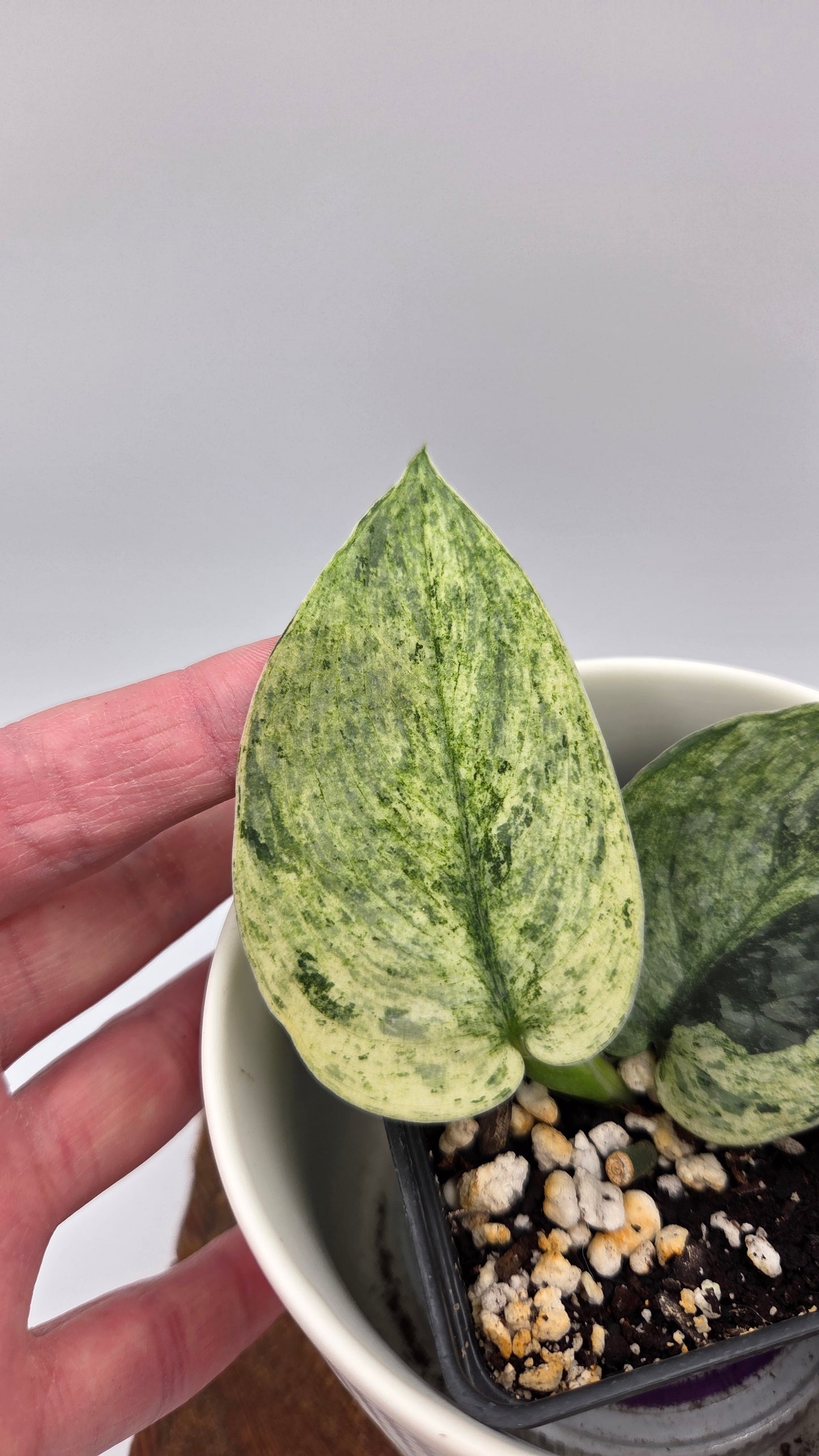 Scindapsus Silver Cloud mutation (SCI-1091)