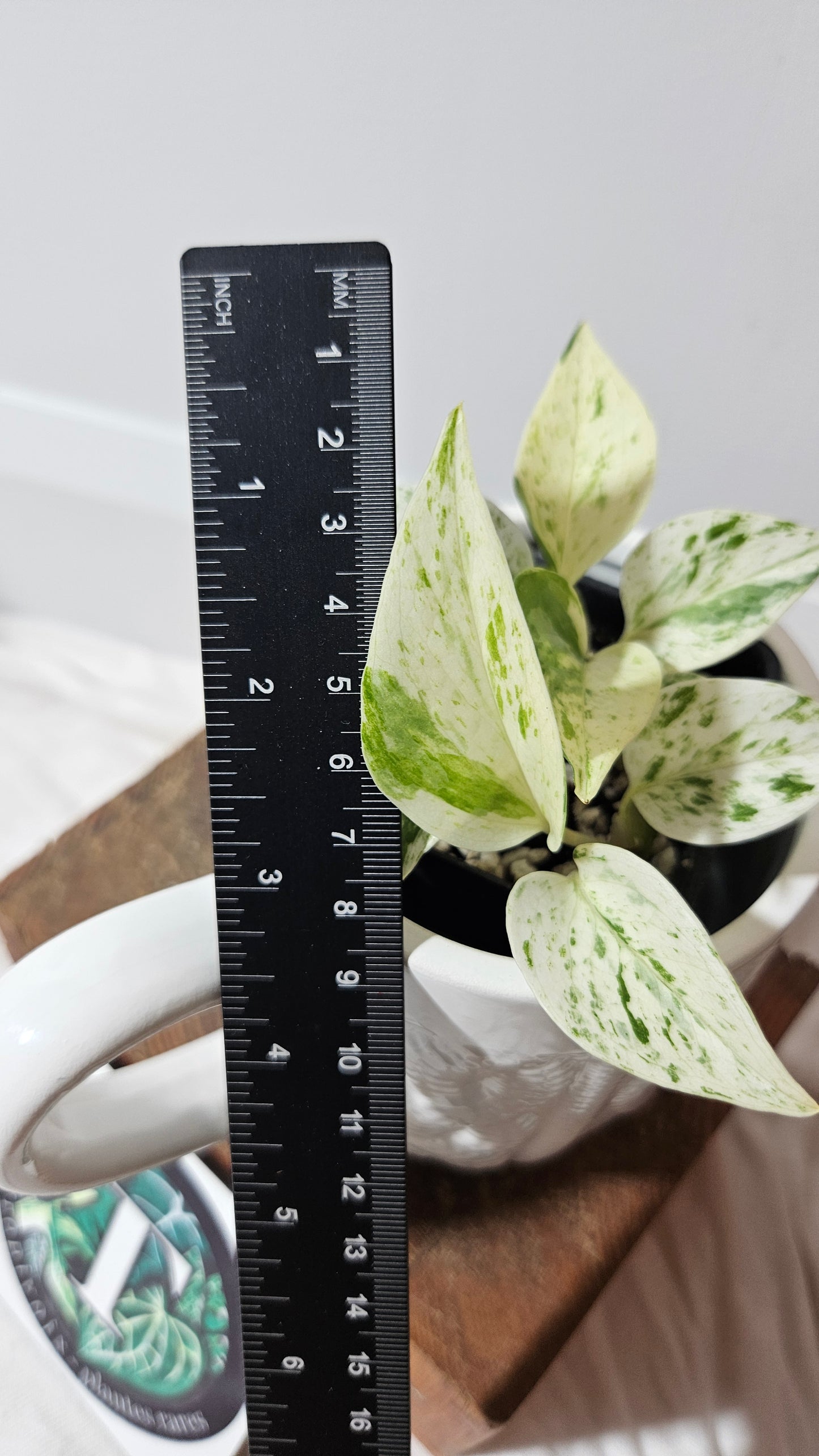 Epipremnum Aureum Marble Queen "version Snow Queen" (EPI-177)