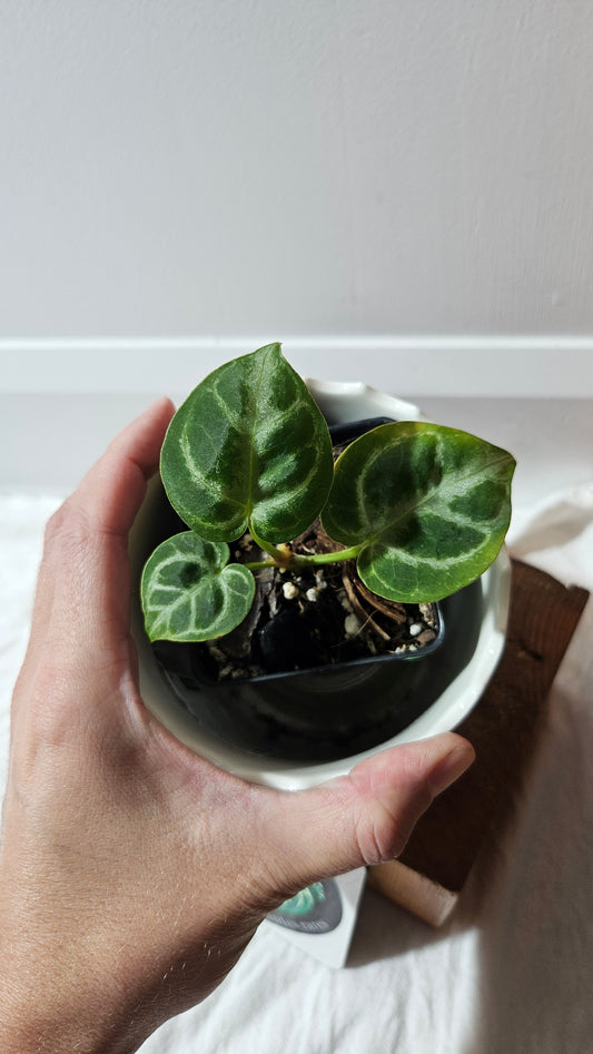 Anthurium Dorayaki Silver "format SEEDLING"( ANT-581)