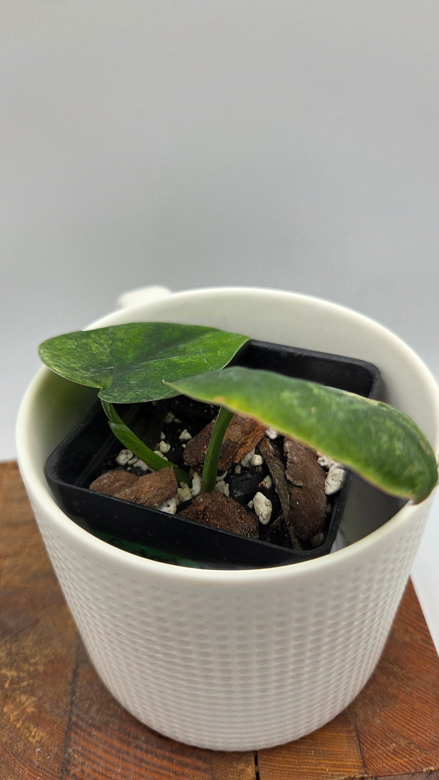 Scindapsus Silver Splash Tricolore (SCI-1437)