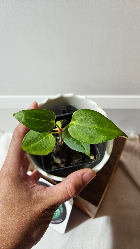 Anthurium Portillae (Indo) "format PETIT" (ANT-494)