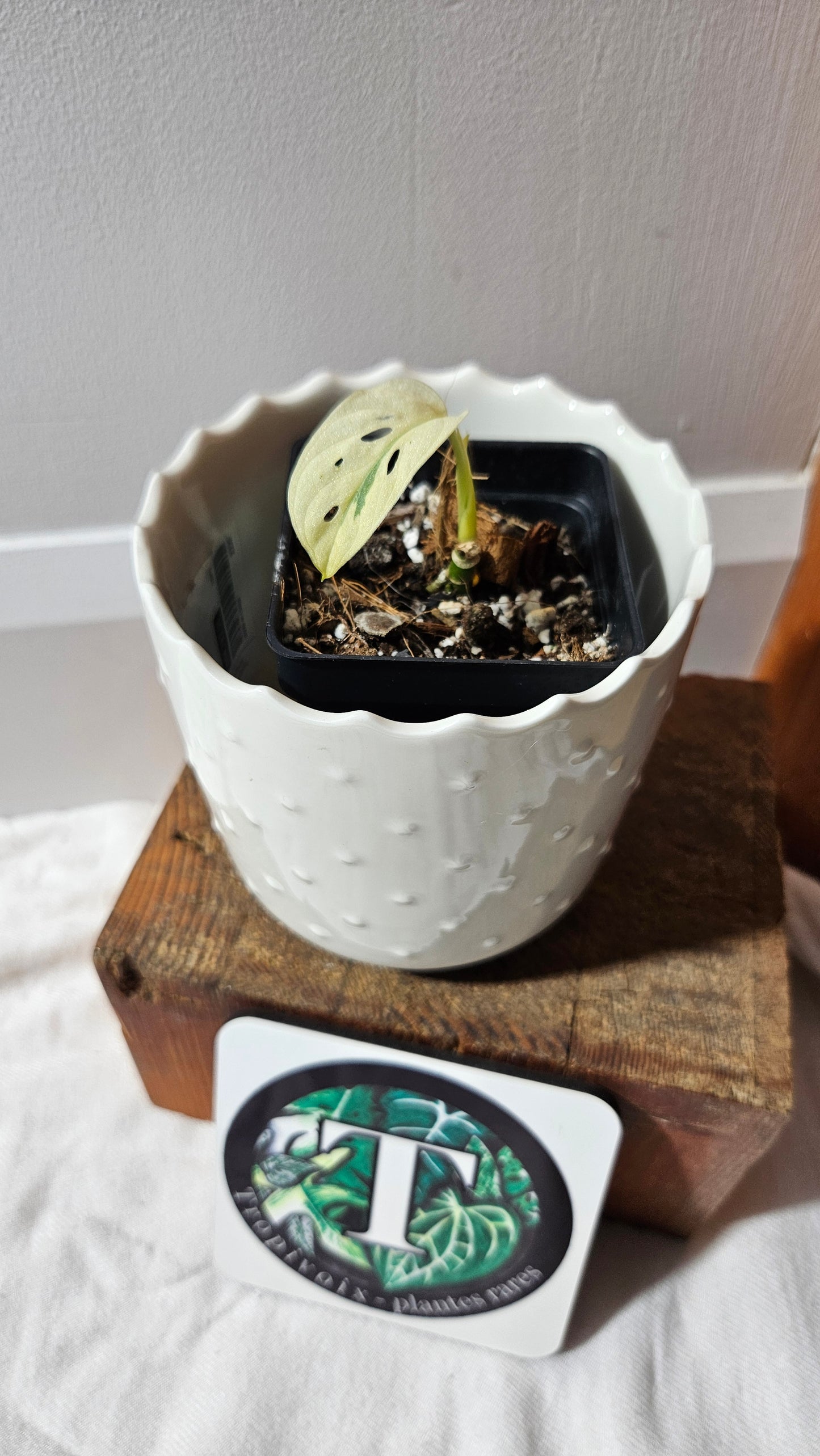 Monstera Andasonii Archipelago Ghost (MON-455)