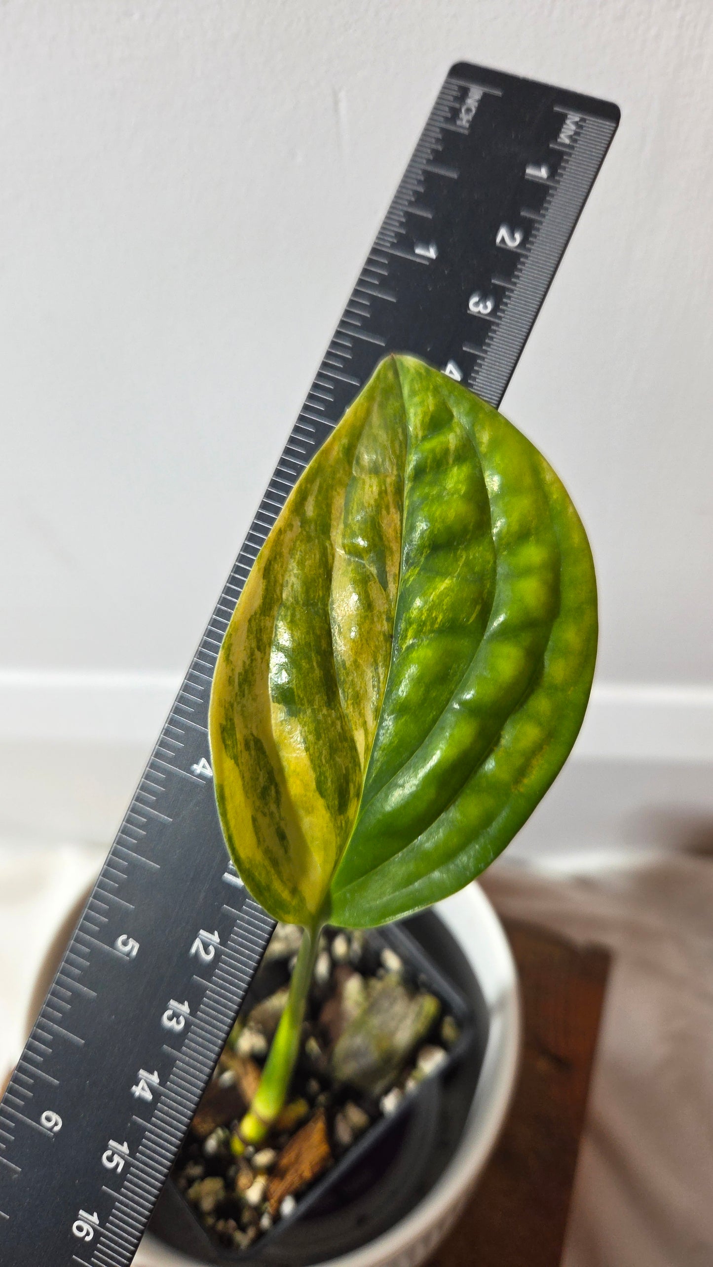 Monstera Karstenianum/Peru Variegata (MON-402)
