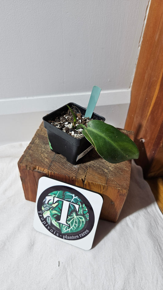 "FREEBIE " Philodendron Jerry Horne         1 FREEBIE /PERSONNE (avec achat minimal de 100$ avant taxes)