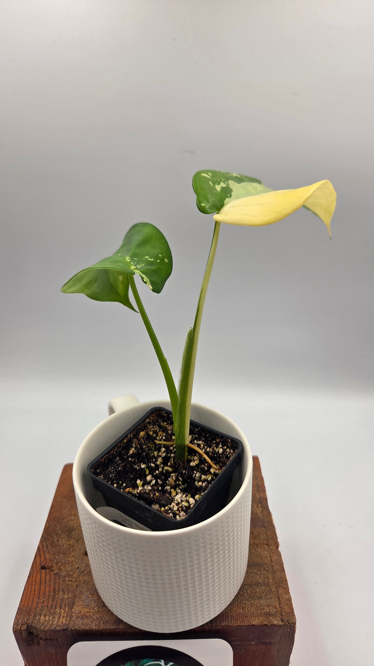 Syngonium Chiapense Albo (SYN-452)