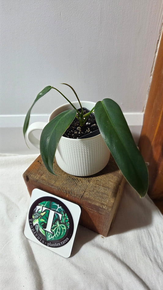 Philodendron Amazon Spirit  (Patriciae X Spiritus Sancti)       (PHI-978)