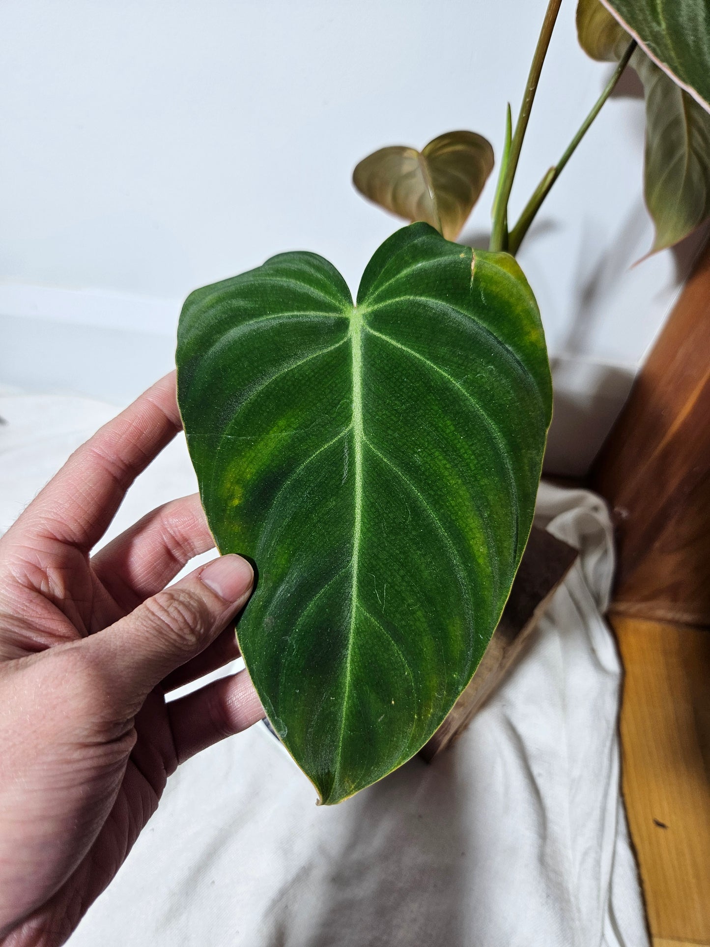 Philodendron Glorious (PHI-467)