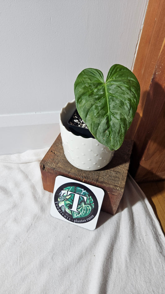 Philodendron Majestic (PHI-778)