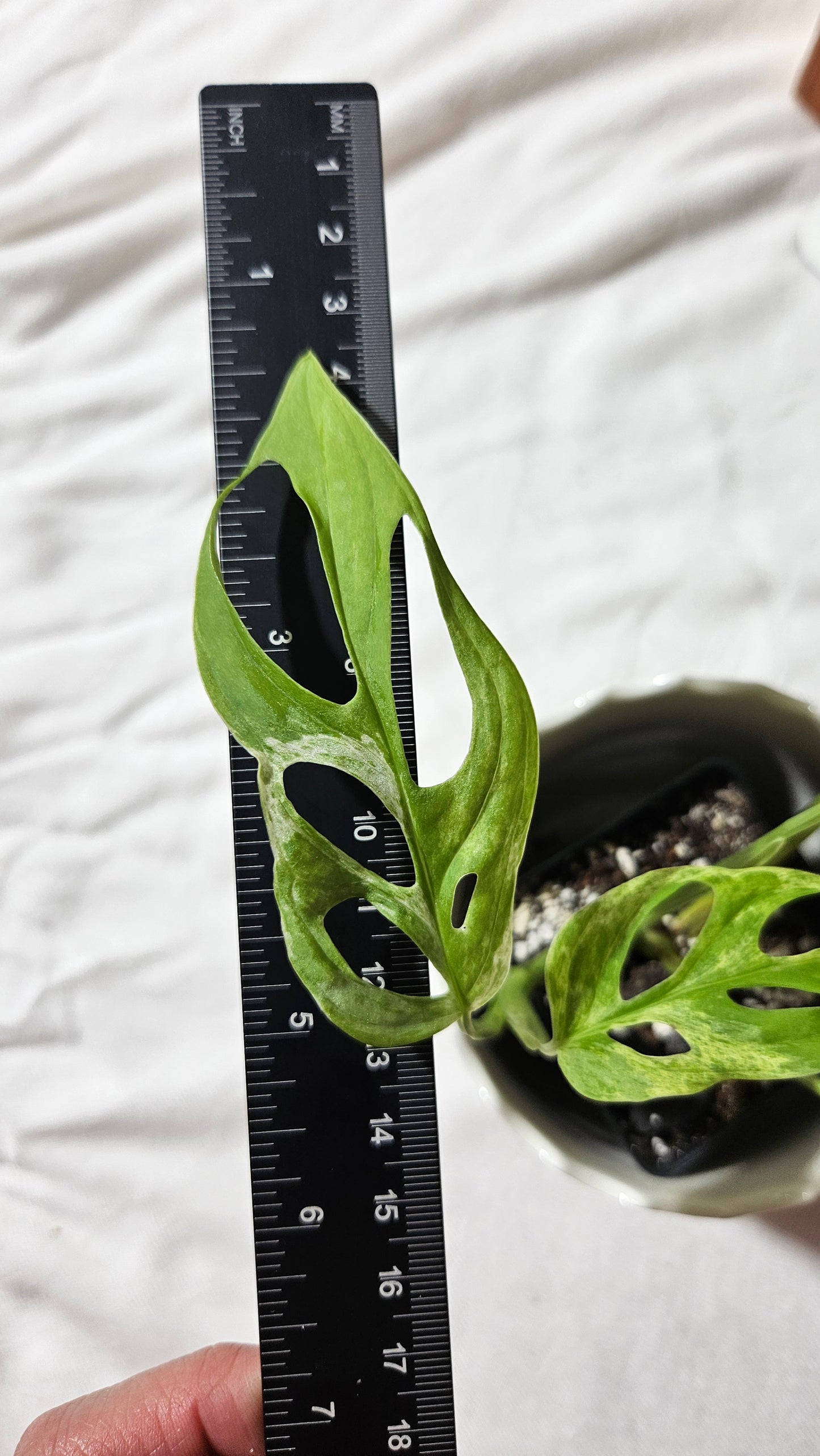 Monstera Andasonii Mint/Indo (MON-419)