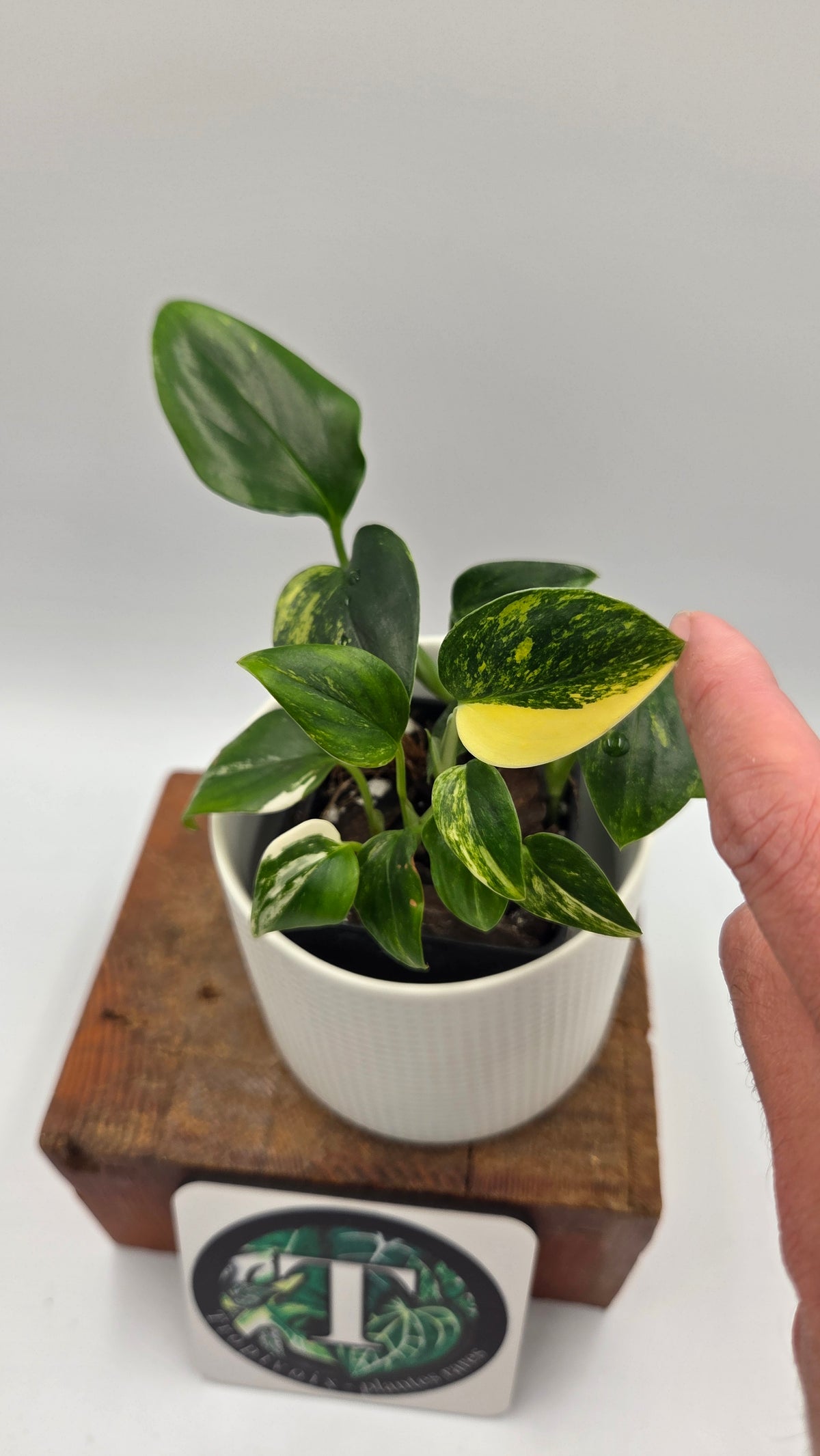 Monstera Standleyana Aurea (MON-584)