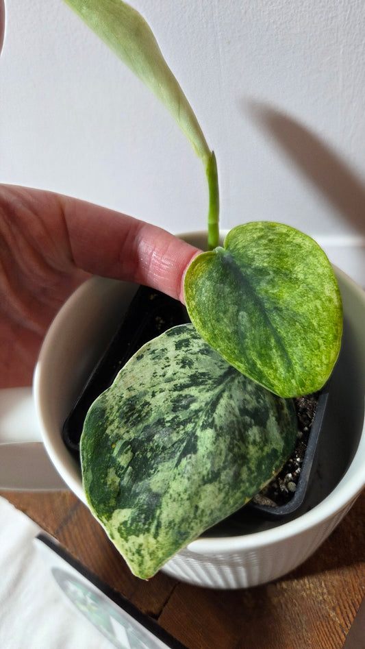 Scindapsus Silver Cloud variegata (SCI-1417)