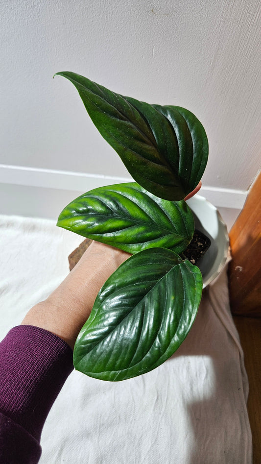 Monstera Epipremnoides aff (MON-104)