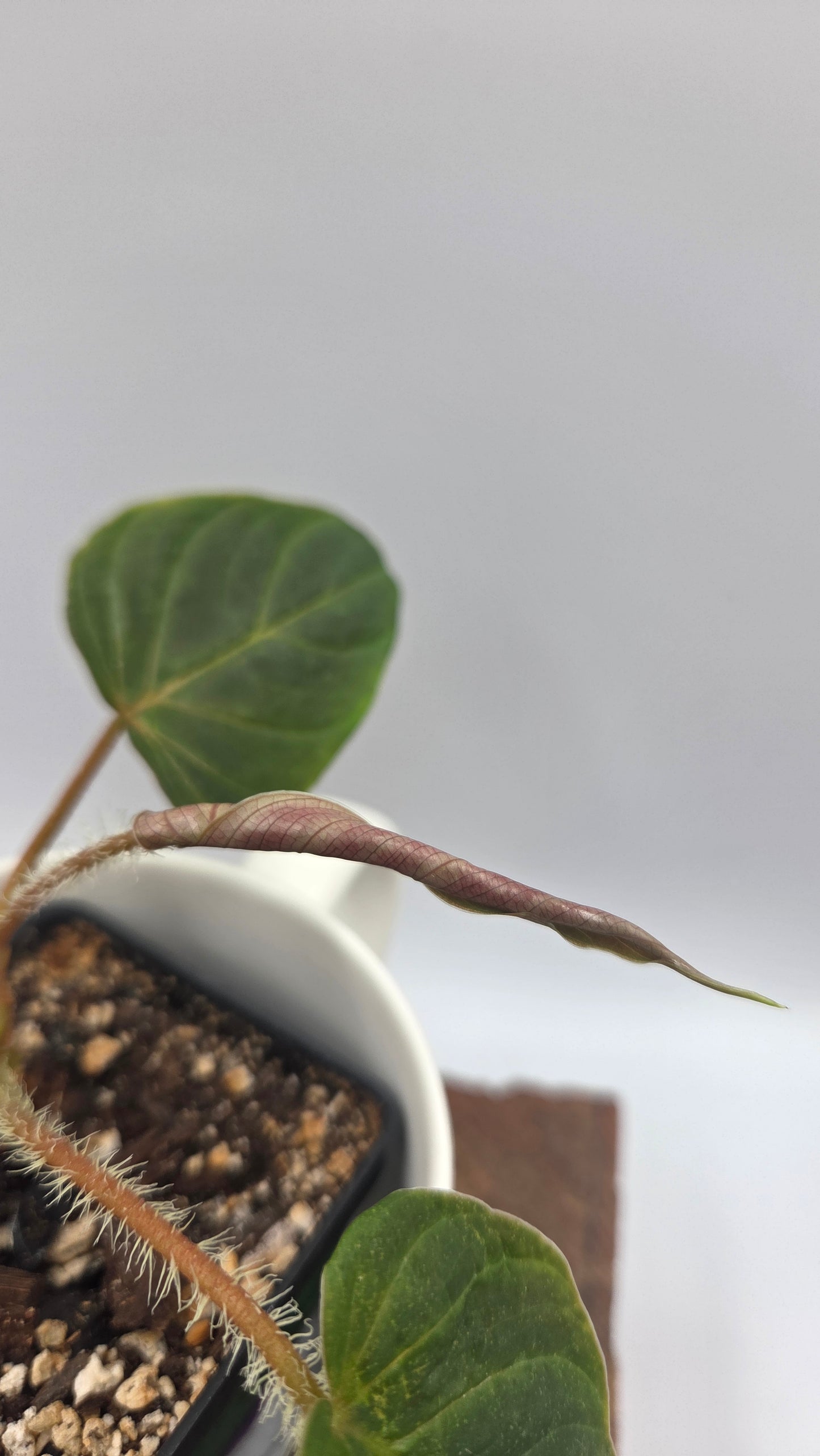 Philodendron Verrucosum Titanium (PHI-807)