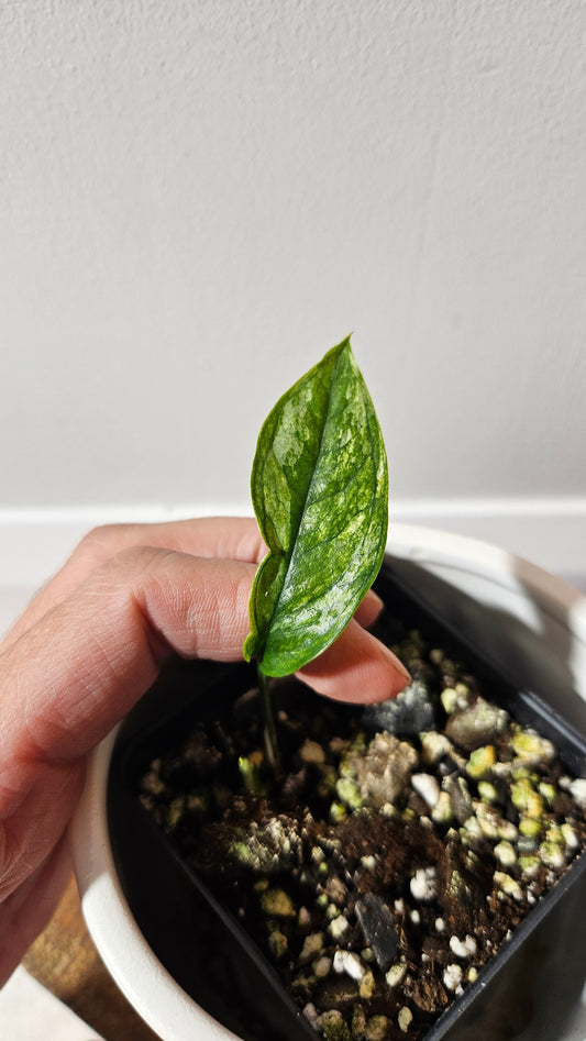 Epipremnum SP Bali Hanoman Variegata (EPI-223)