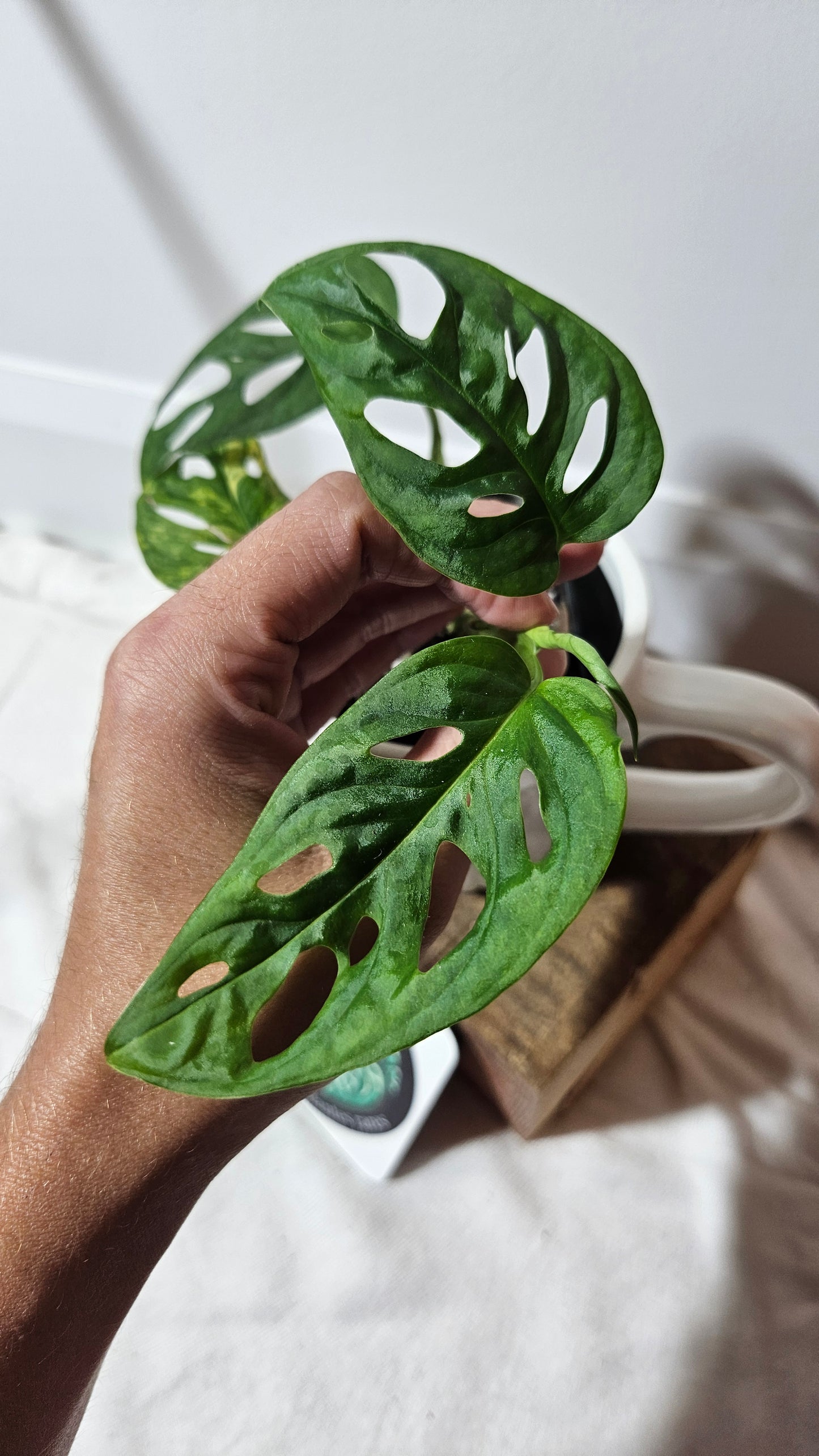 Monstera Andasonii Aurea (MON-218)