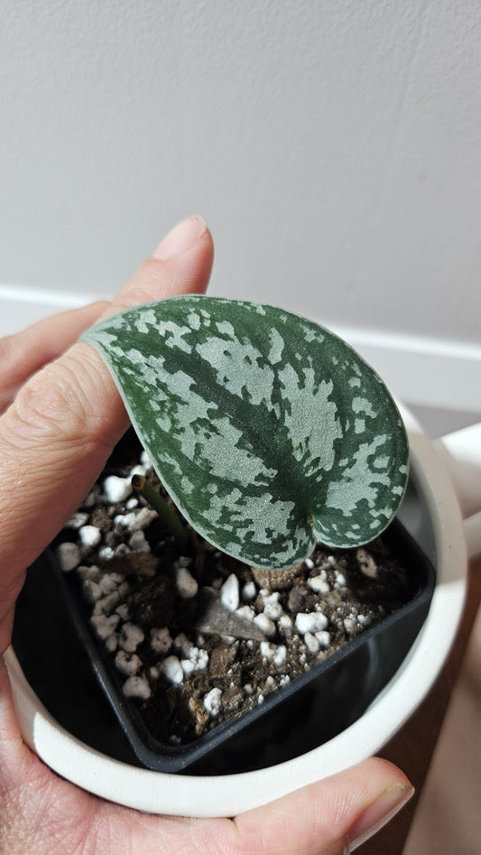 Scindapsus Silver Queen (SCI-1187)