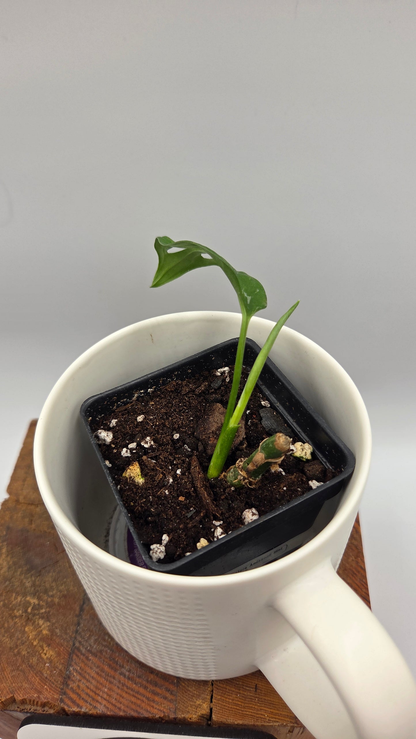 Monstera Andasonii Mint/Indo (MON-537)