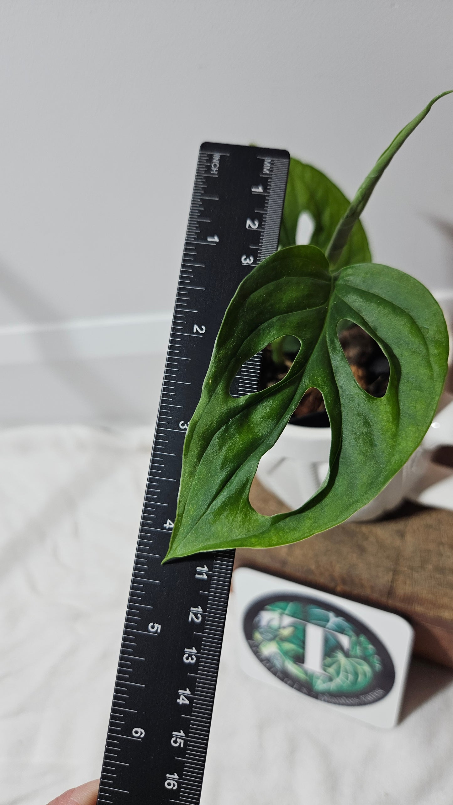 Monstera Cuyabeno (MON-170)