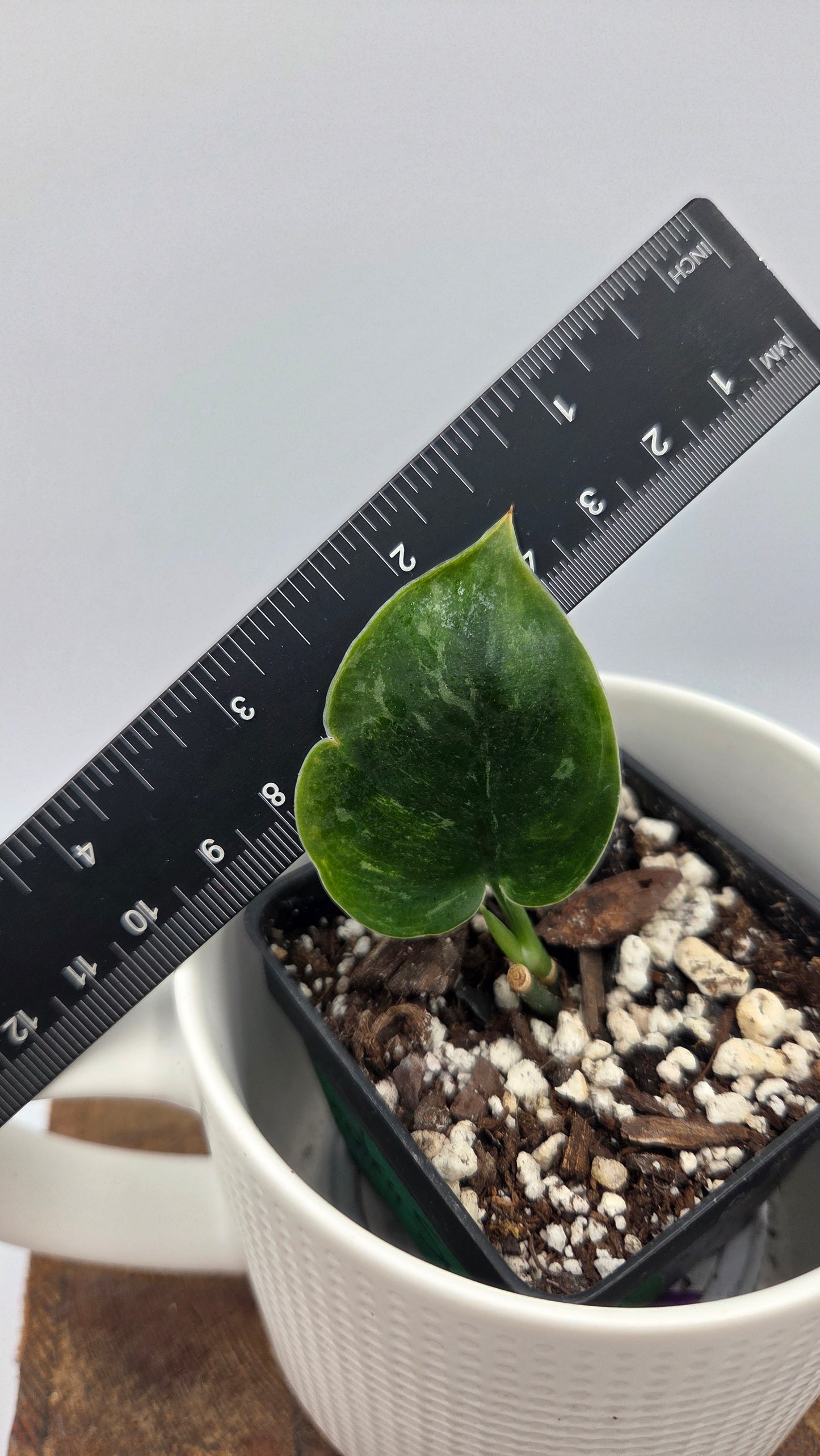 Scindapsus Exotica Sulawesi (SCI-1108)