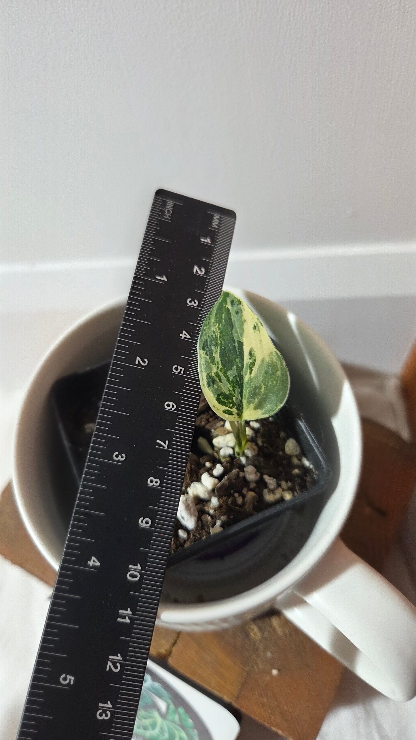 Scindapsus dark Satin Albo (SCI-1372)