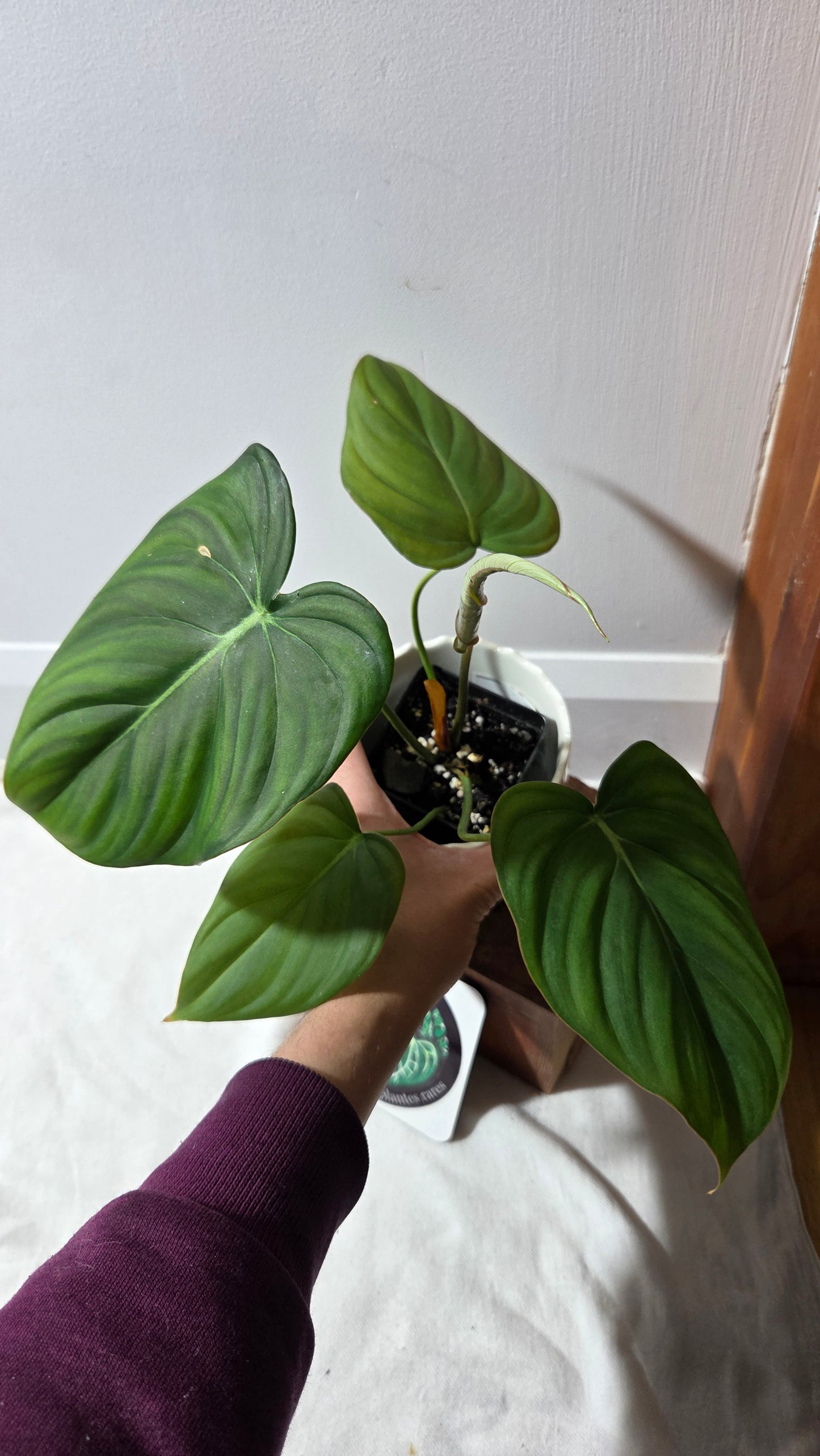Philodendron Dean McDowell (PHI-992)