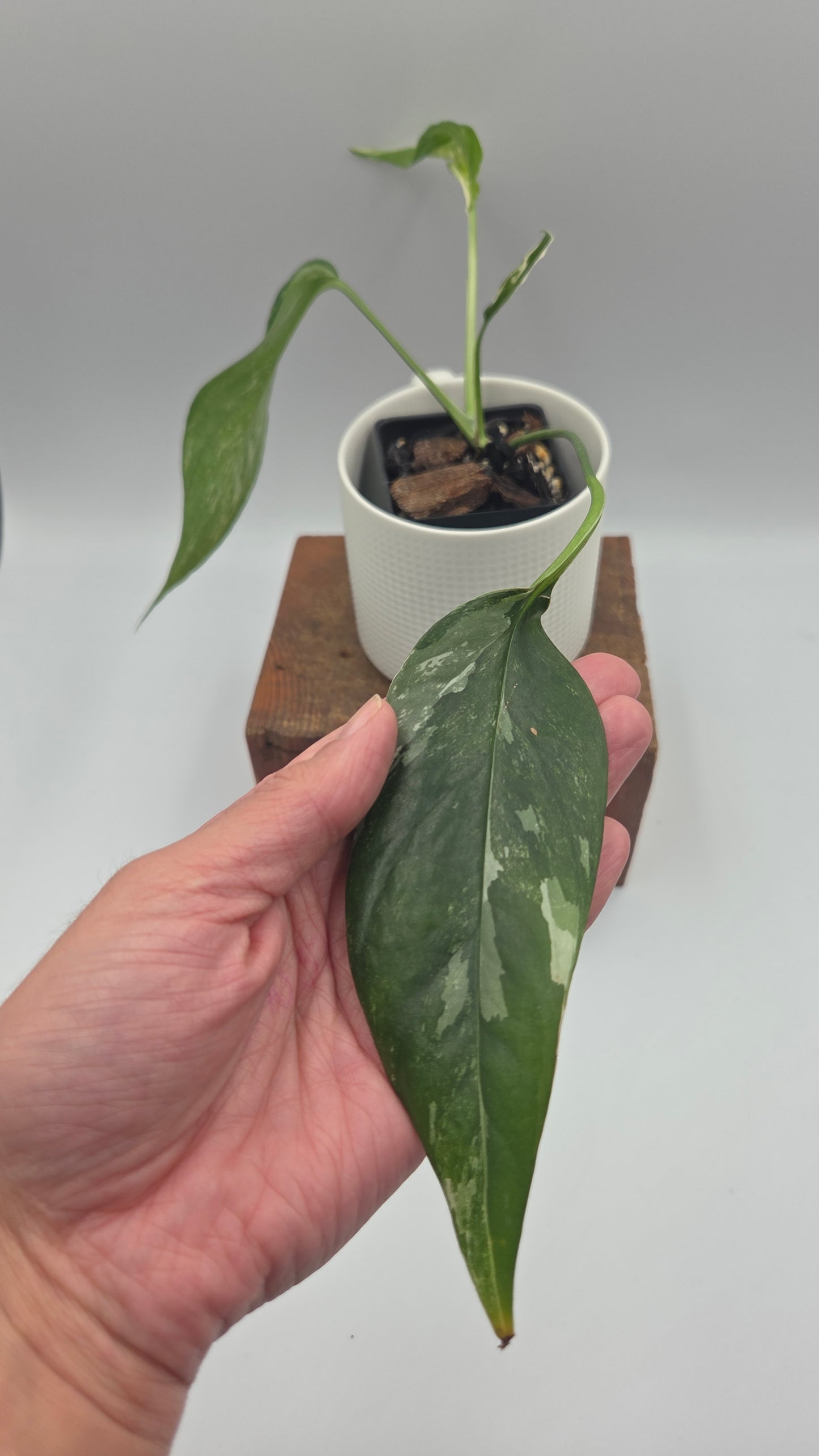 Epipremnum pinnatum Albo (EPI-248)