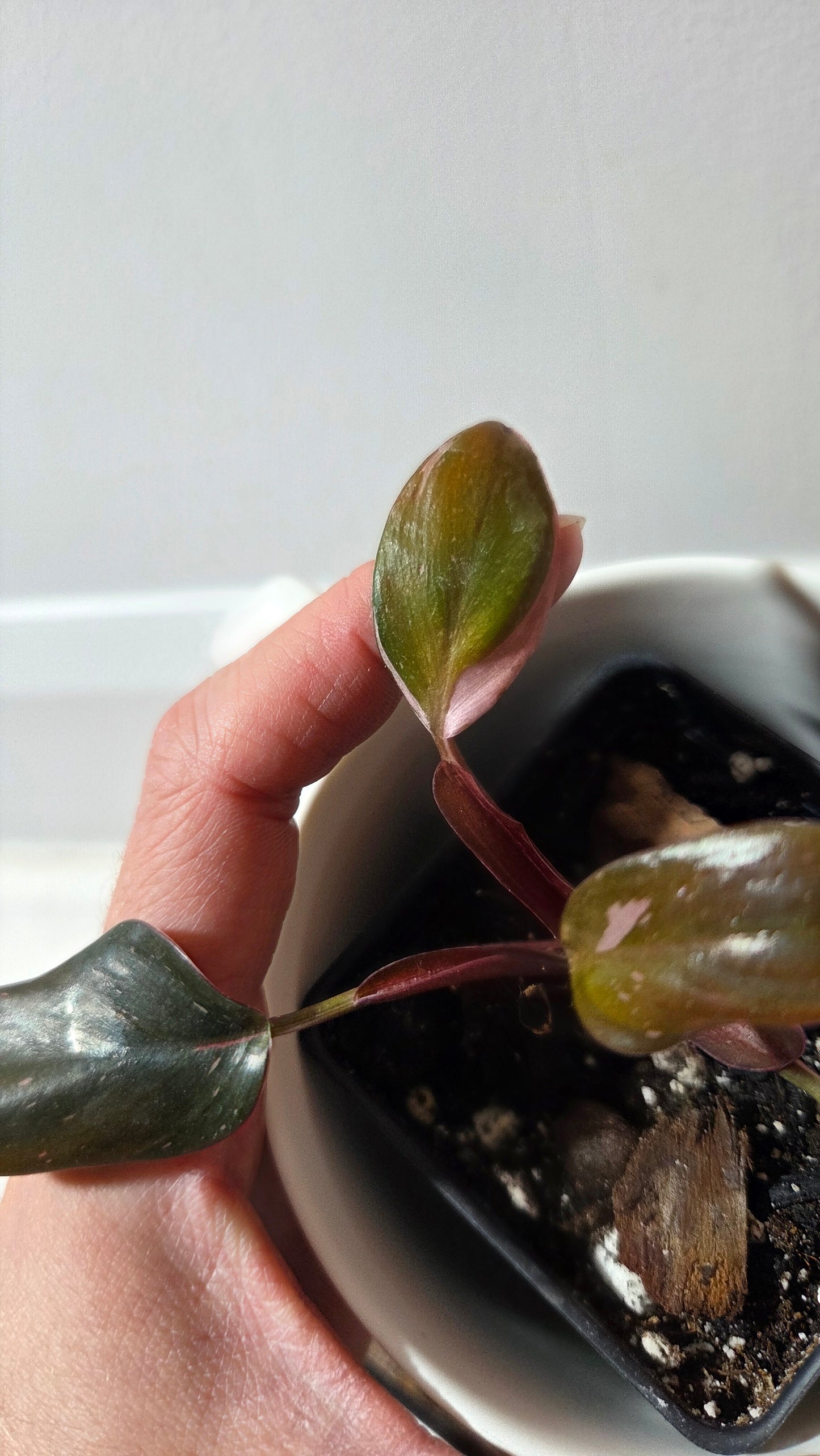 Philodendron Black Cherry (PHI-986)