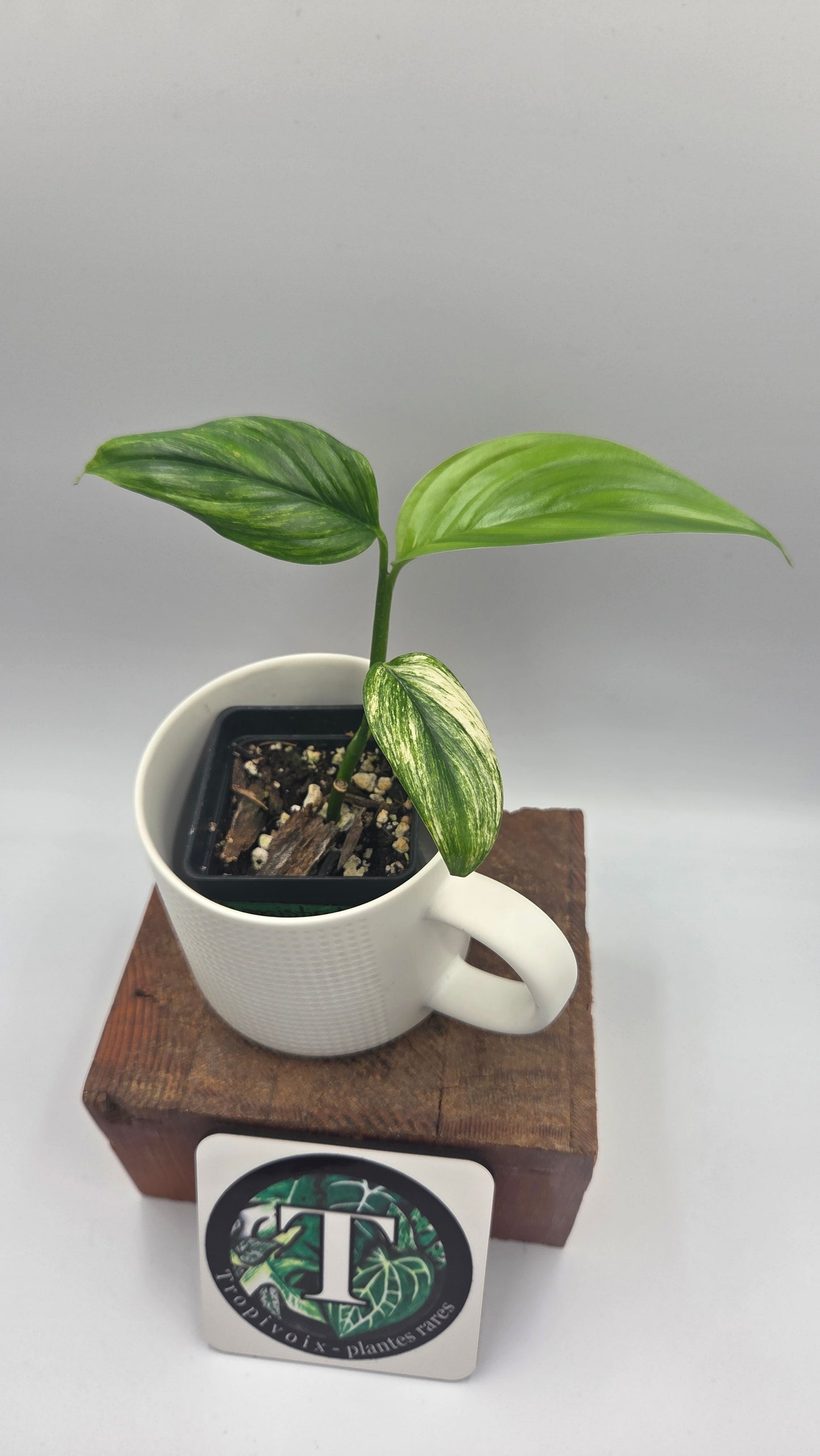 Scindapsus Longistipitatum Mint (SCI-1468)