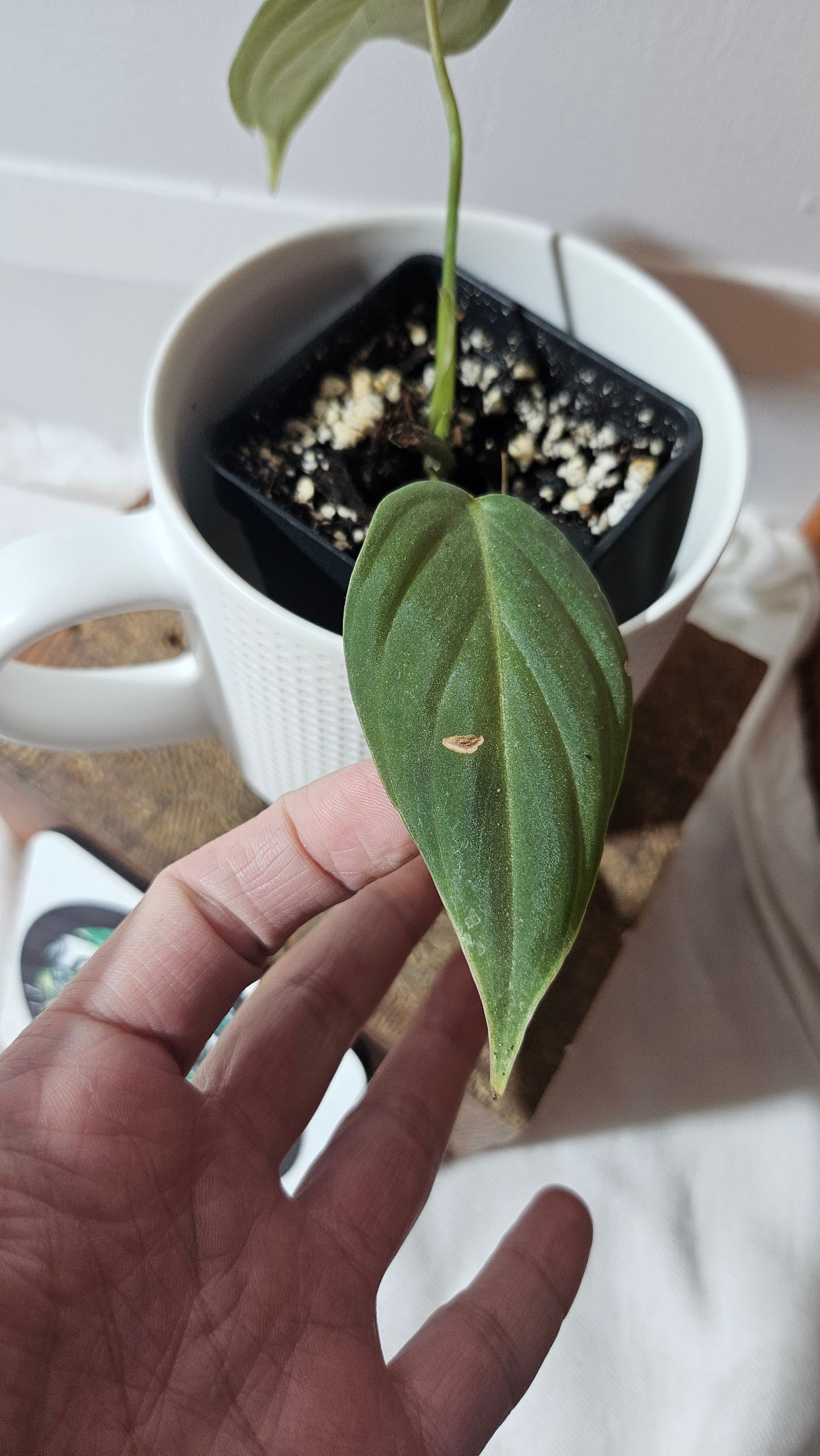 Philodendron Glorious (PHI-637)