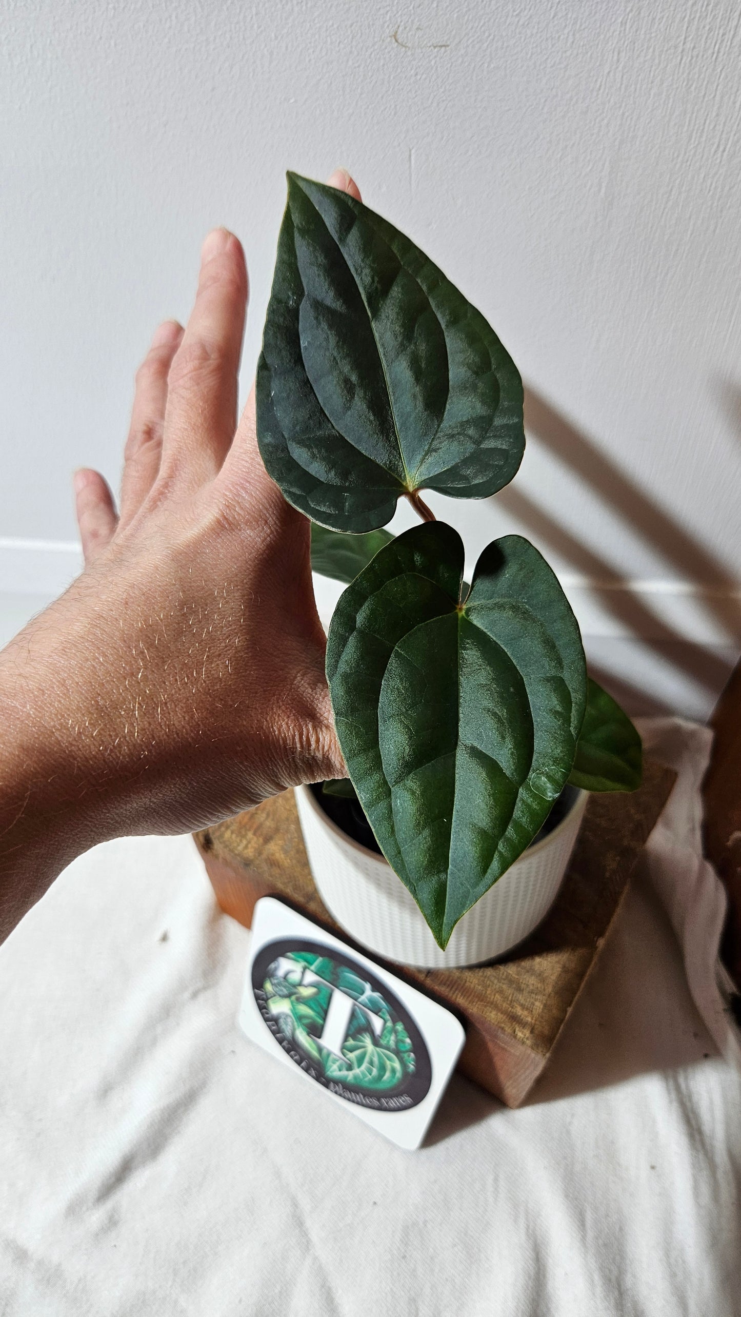 Anthurium  Papillilaminum X Luxurians "format MOYEN" (ANT-638)