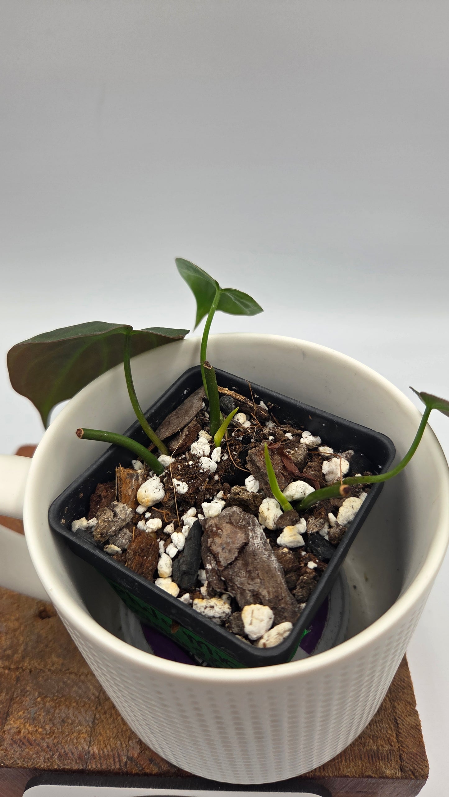 Philodendron Mican (PHI-1048)
