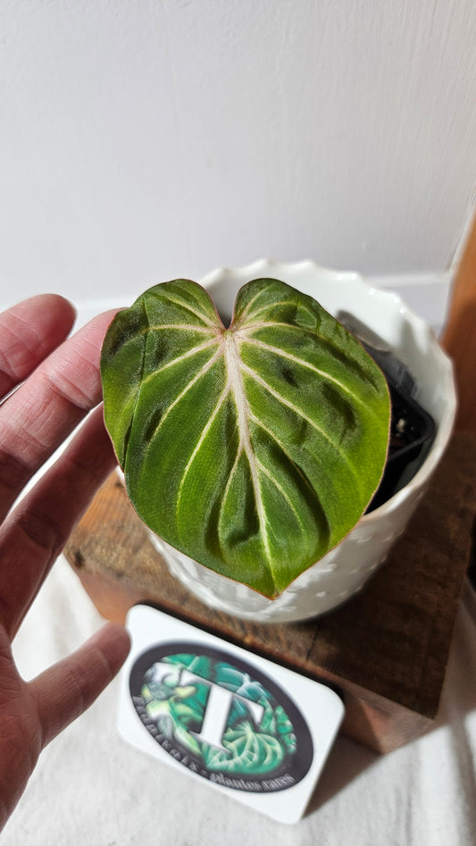 Philodendron Gloriosum Radiante (PHI-784)