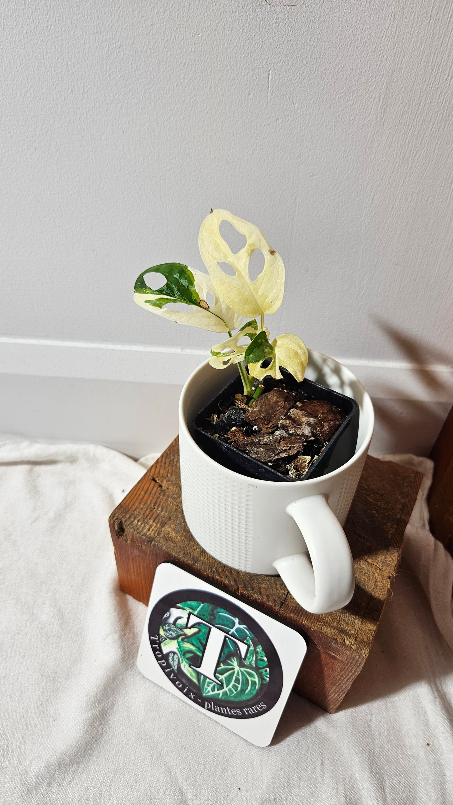 Monstera Andasonii Tricolore (MON-334)