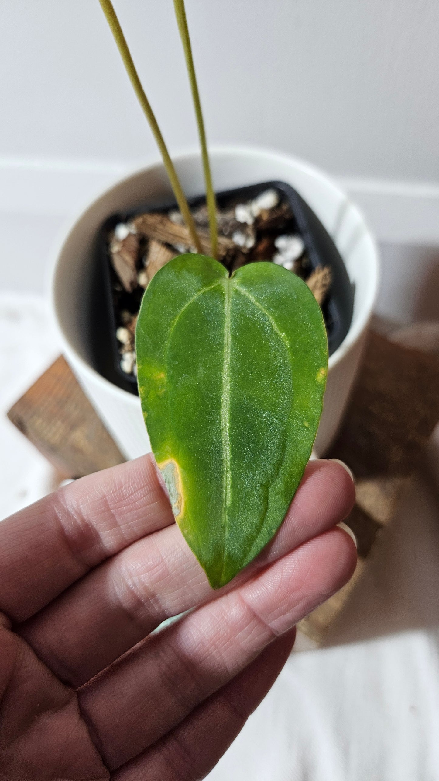 Anthurium Forgetii X Carlablackiae "format PETIT" (ANT-633)