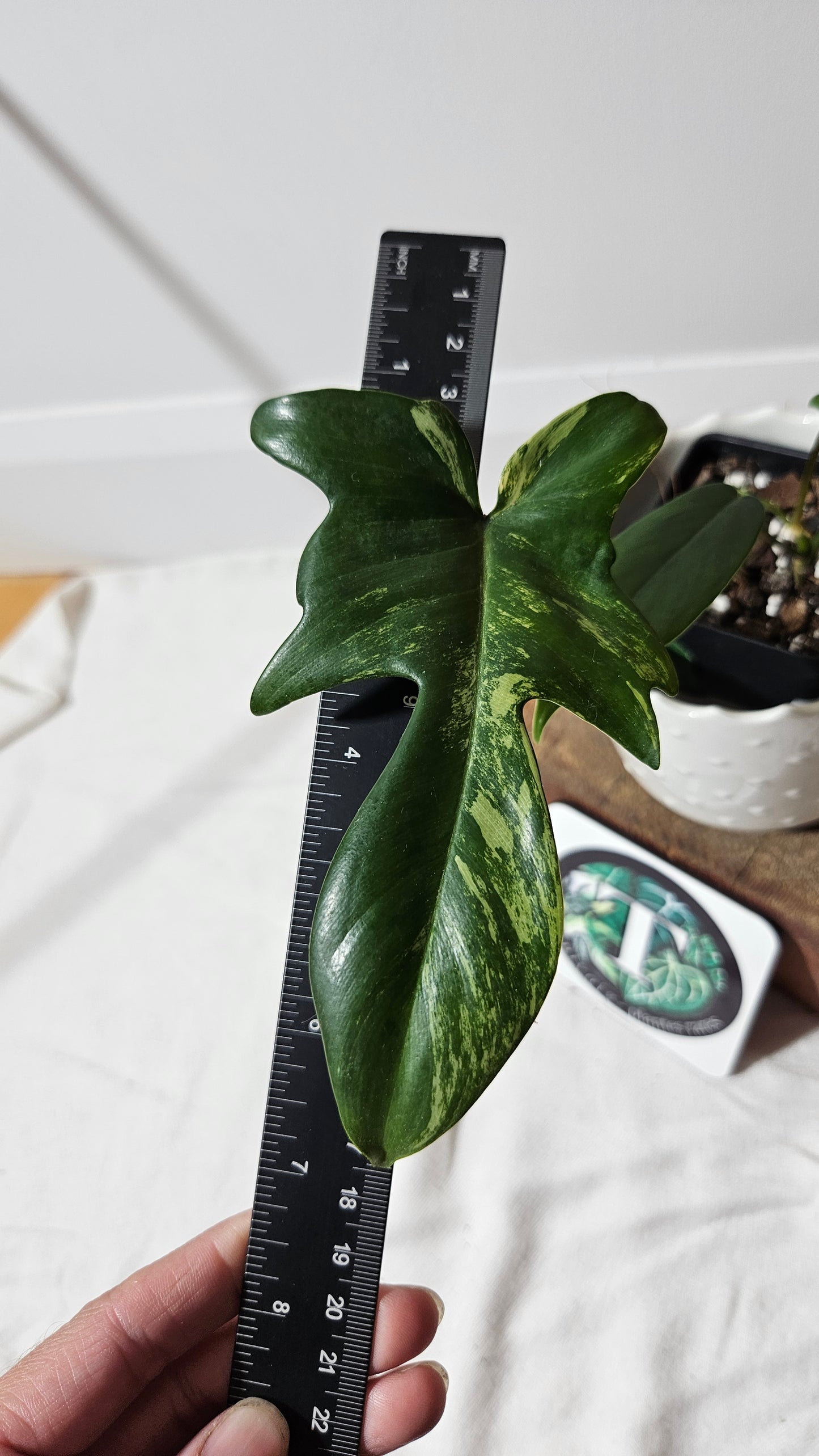 Philodendron Florida Beauty REVERT(PHI-580)