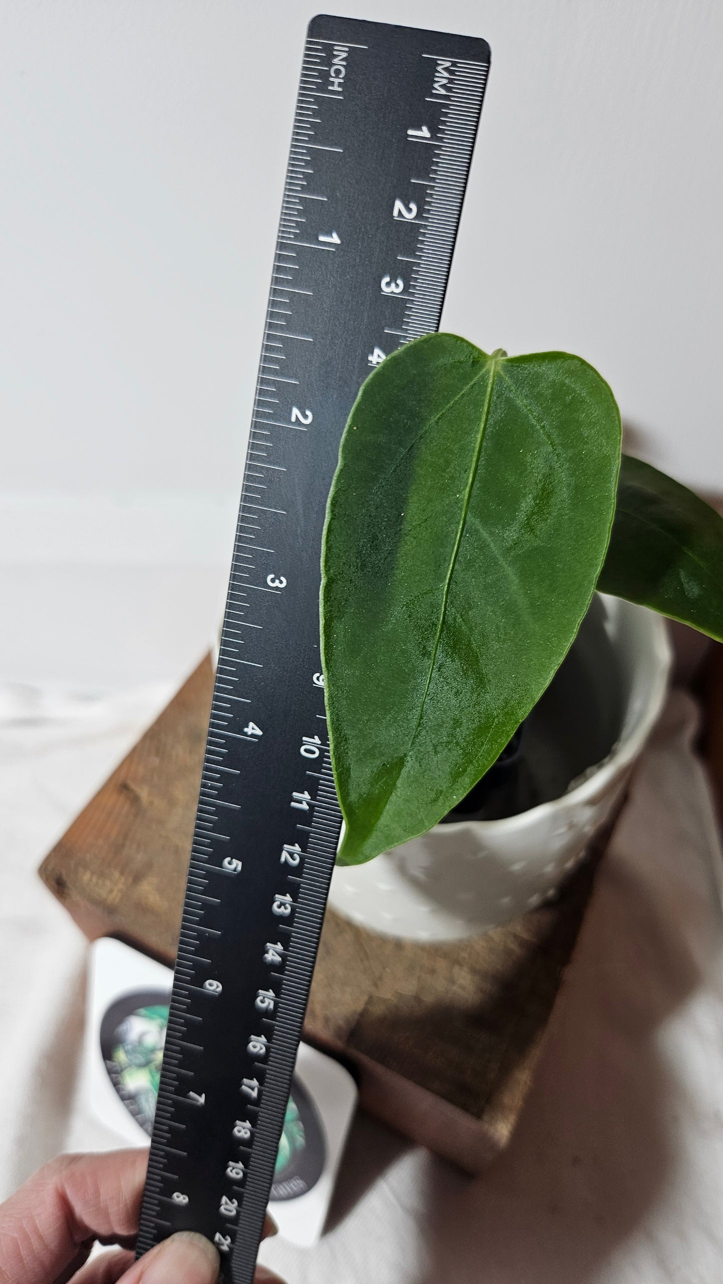 Anthurium Waterburyanum "format PETIT" (ANT-260)