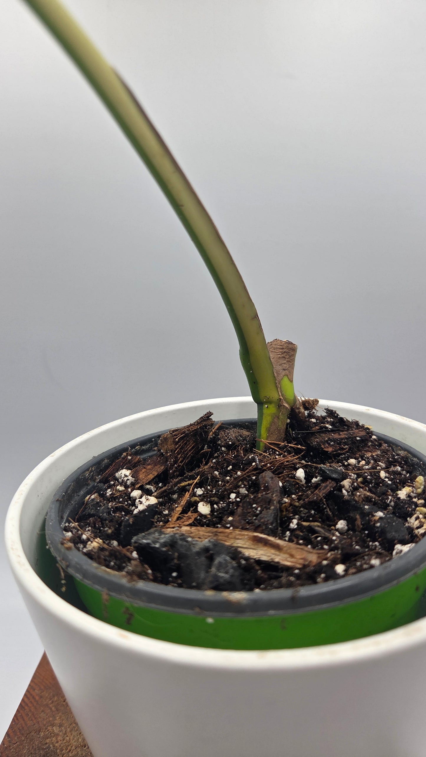 Monstera Aurea (MON-390)