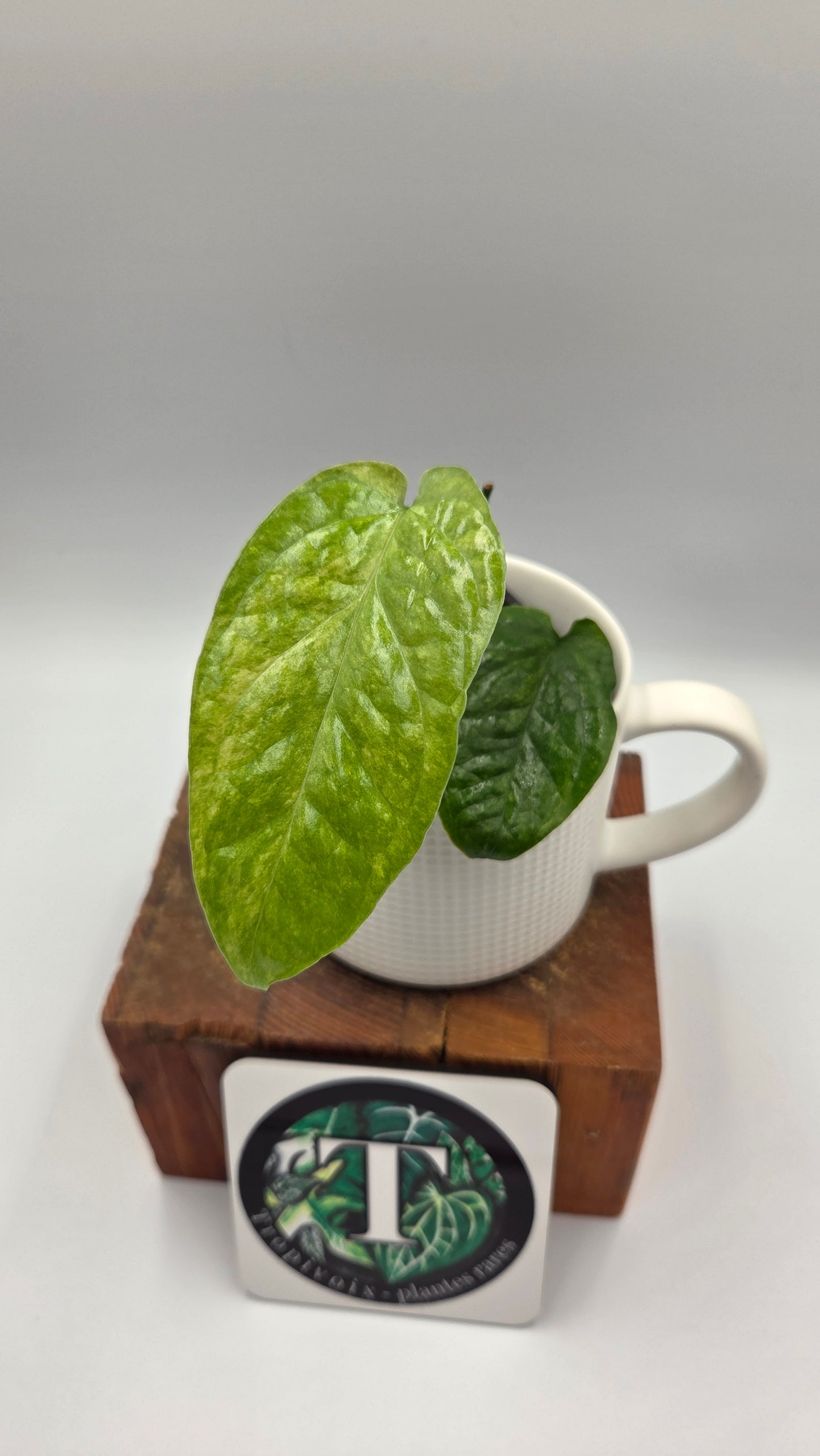 Amydrium Medium Mint (AMY-035)