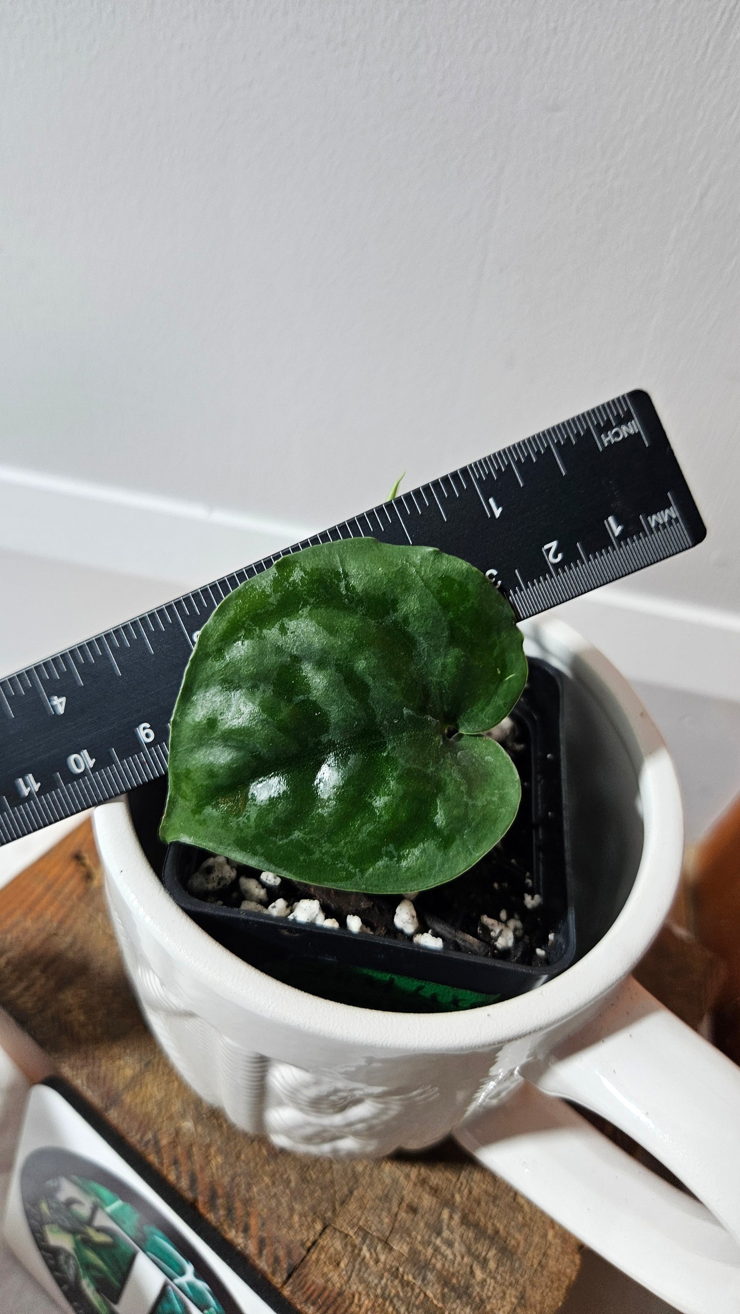 Scindapsus Lucens (SCI-1282)