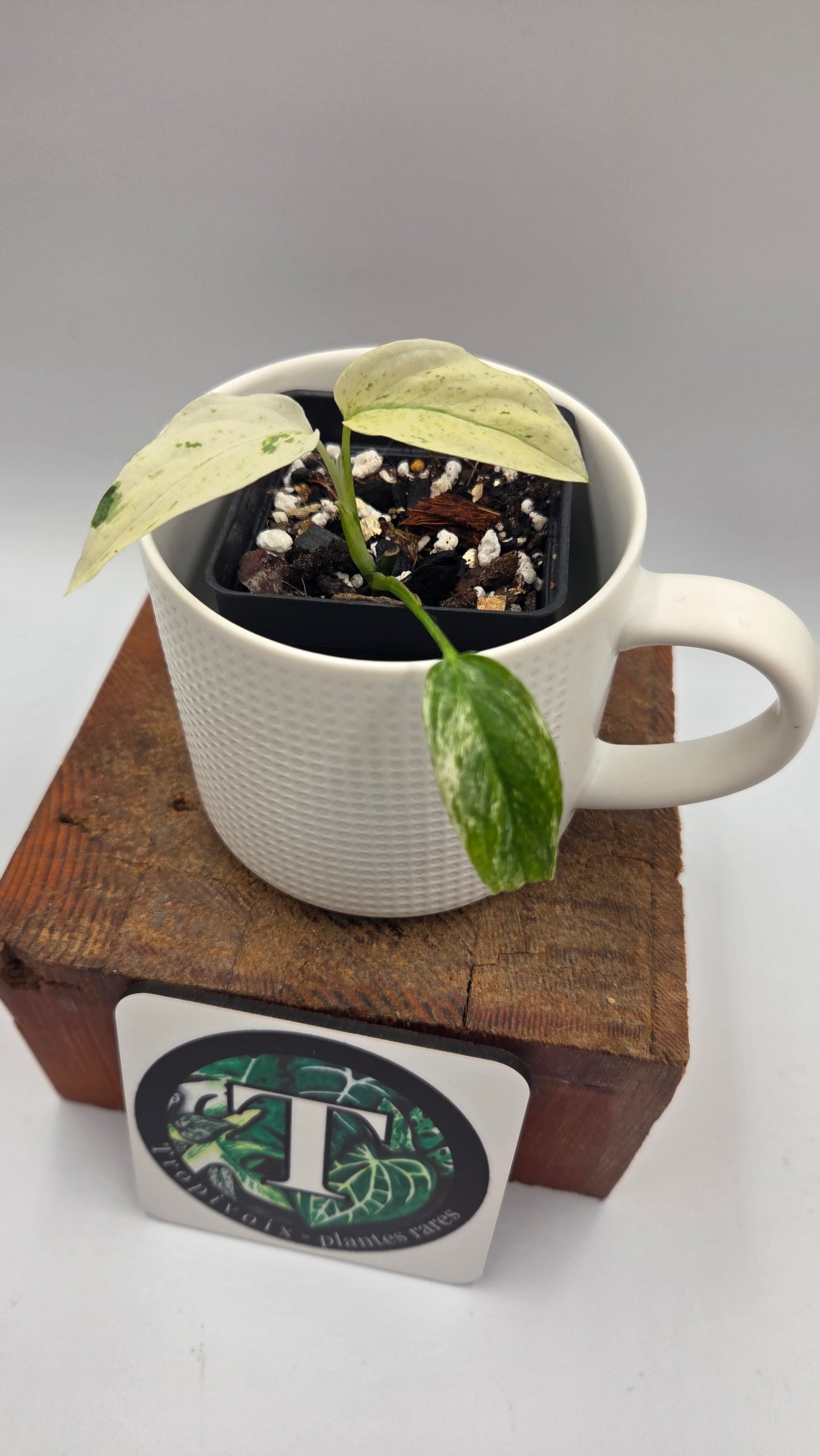 Monstera Laniata Mint (MON-577)