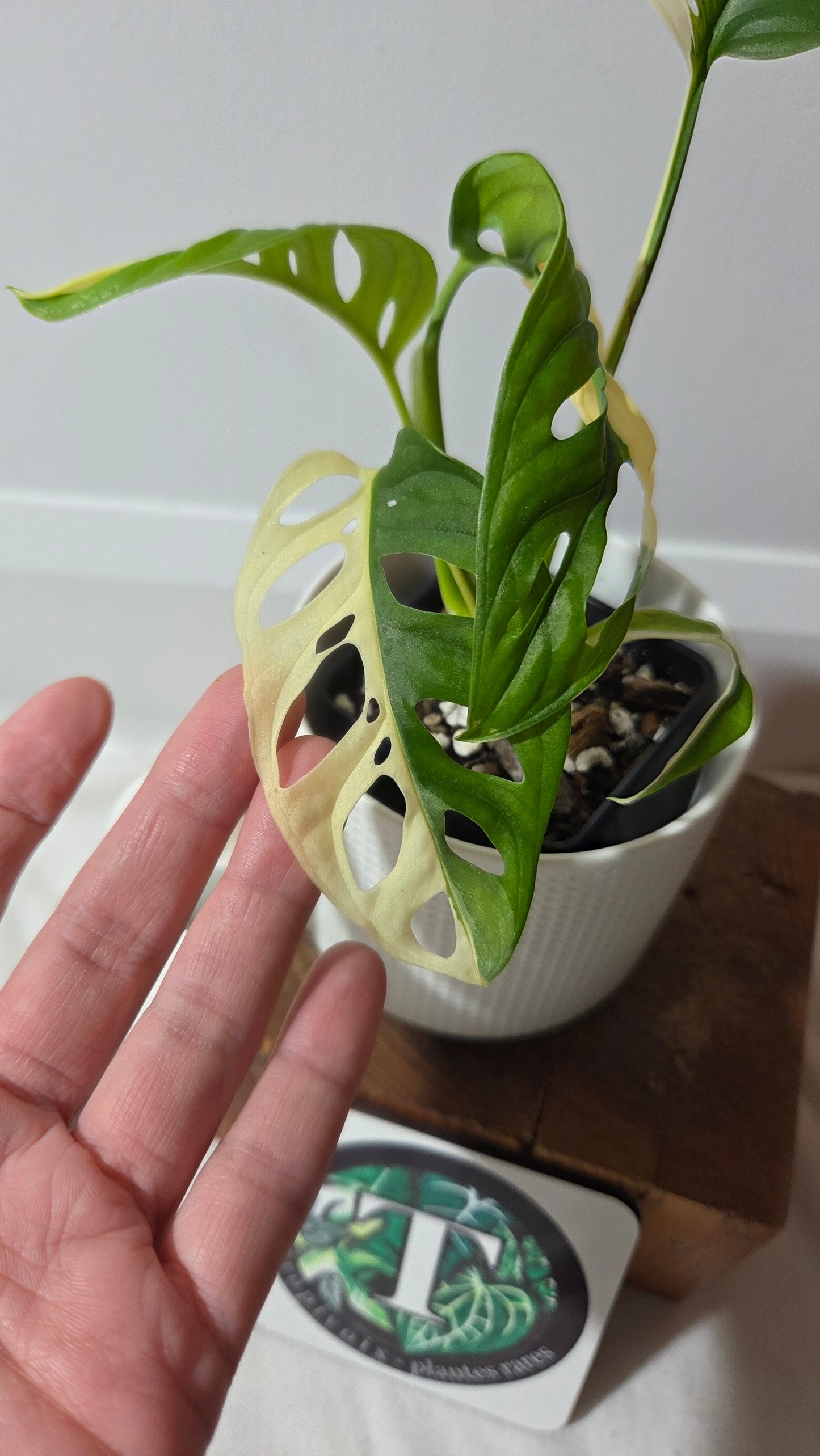 Monstera Andasonii Albo/ Génétique Half&Half (MON-508)