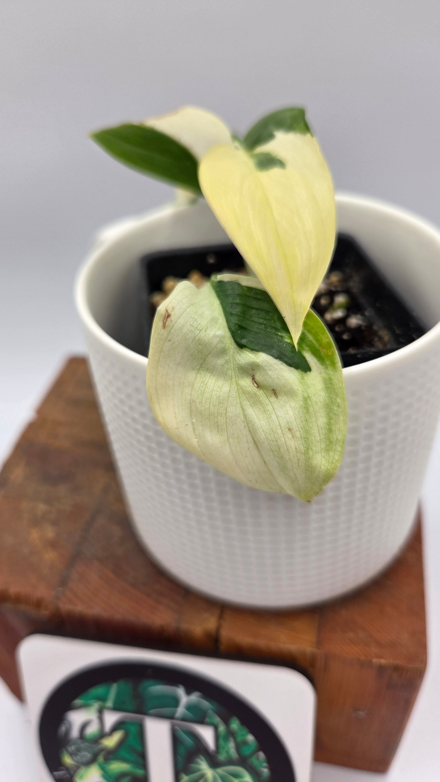 Scindapsus Blue Albo (SCI-1456)