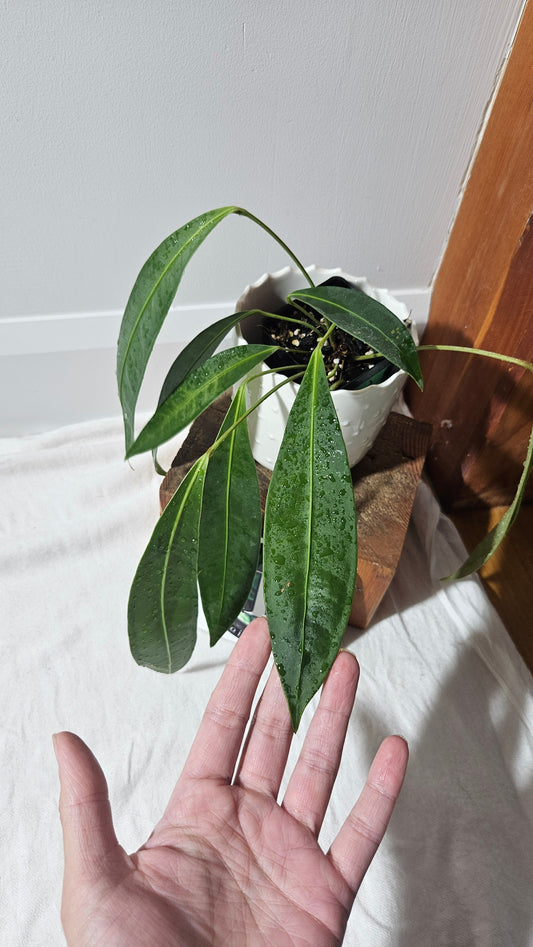 Anthurium Wendlingeri Aff "format MOYEN" (ANT-569)
