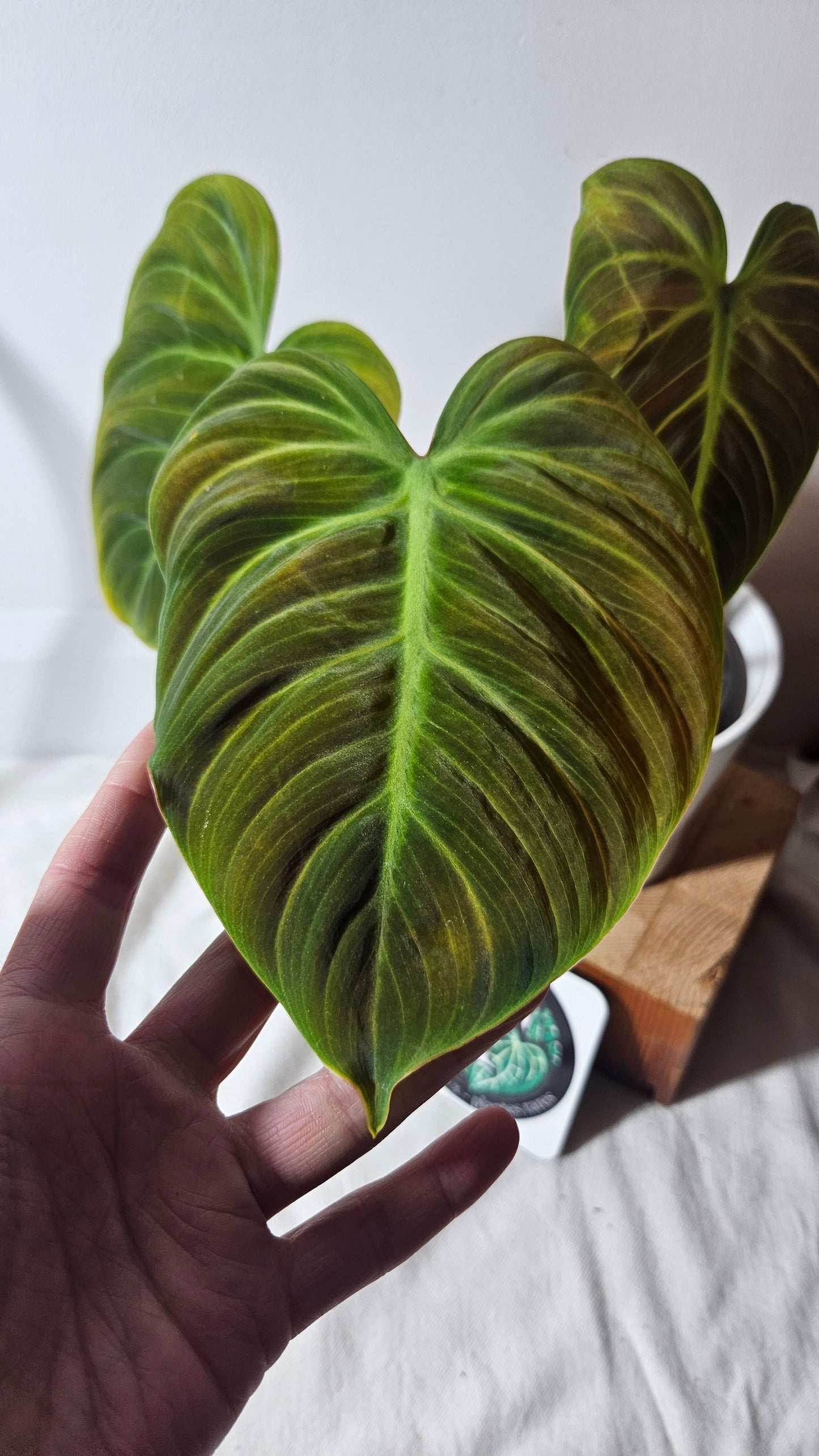 Philodendron Luxurians Choco Blood (PHI-654)